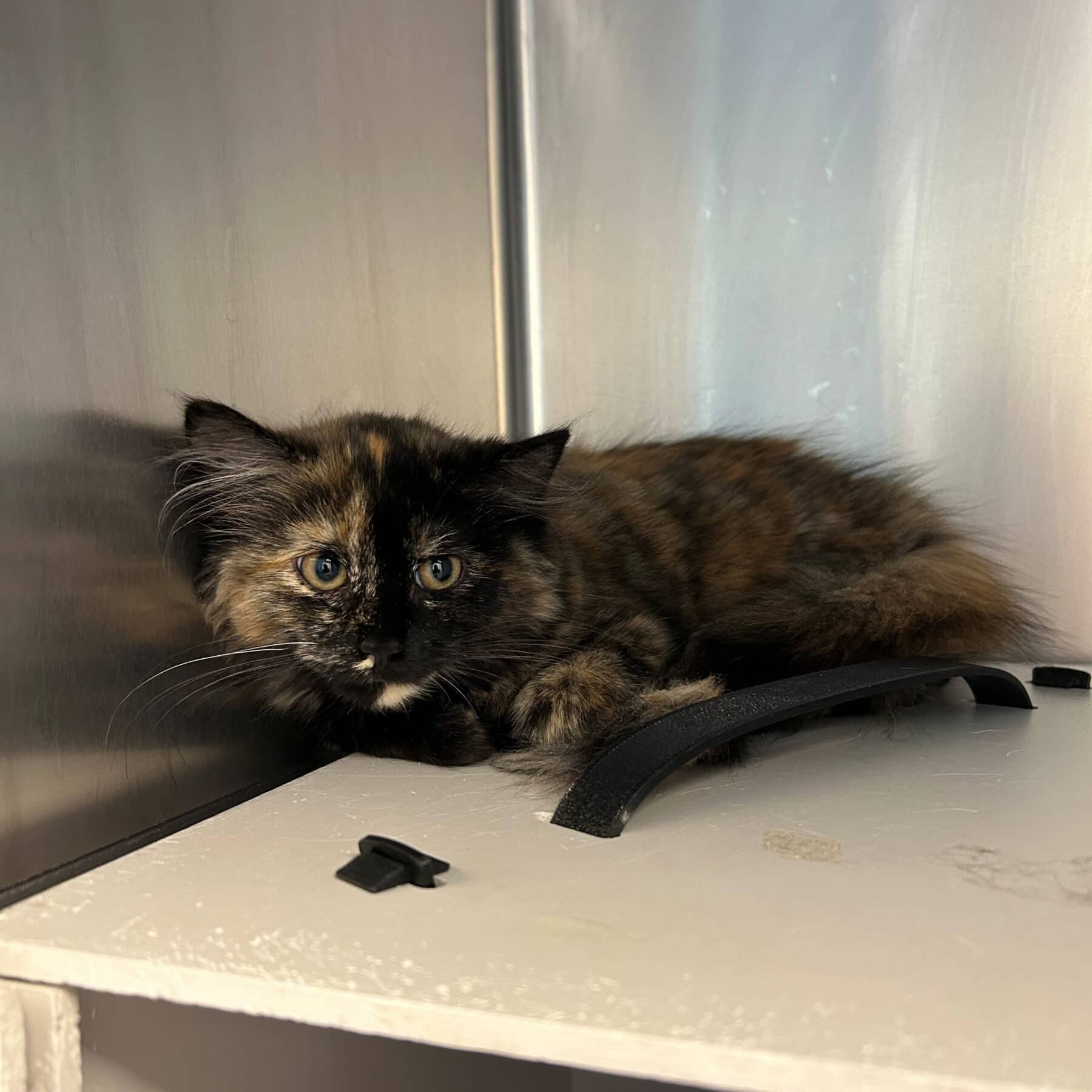 Sandy - Domestic cat available for adoption at SPA de l'Estrie in Sherbrooke