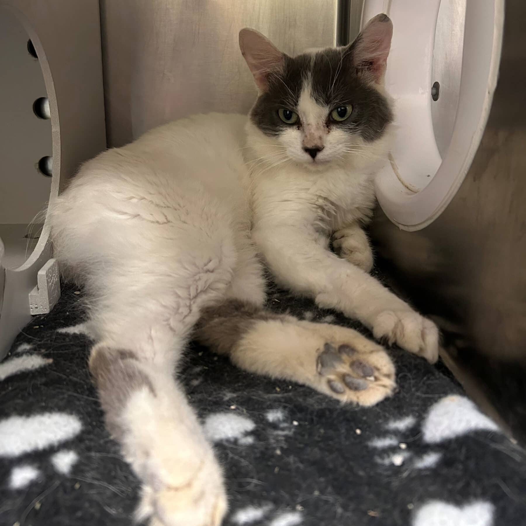 Sardine - Domestic available for adoption