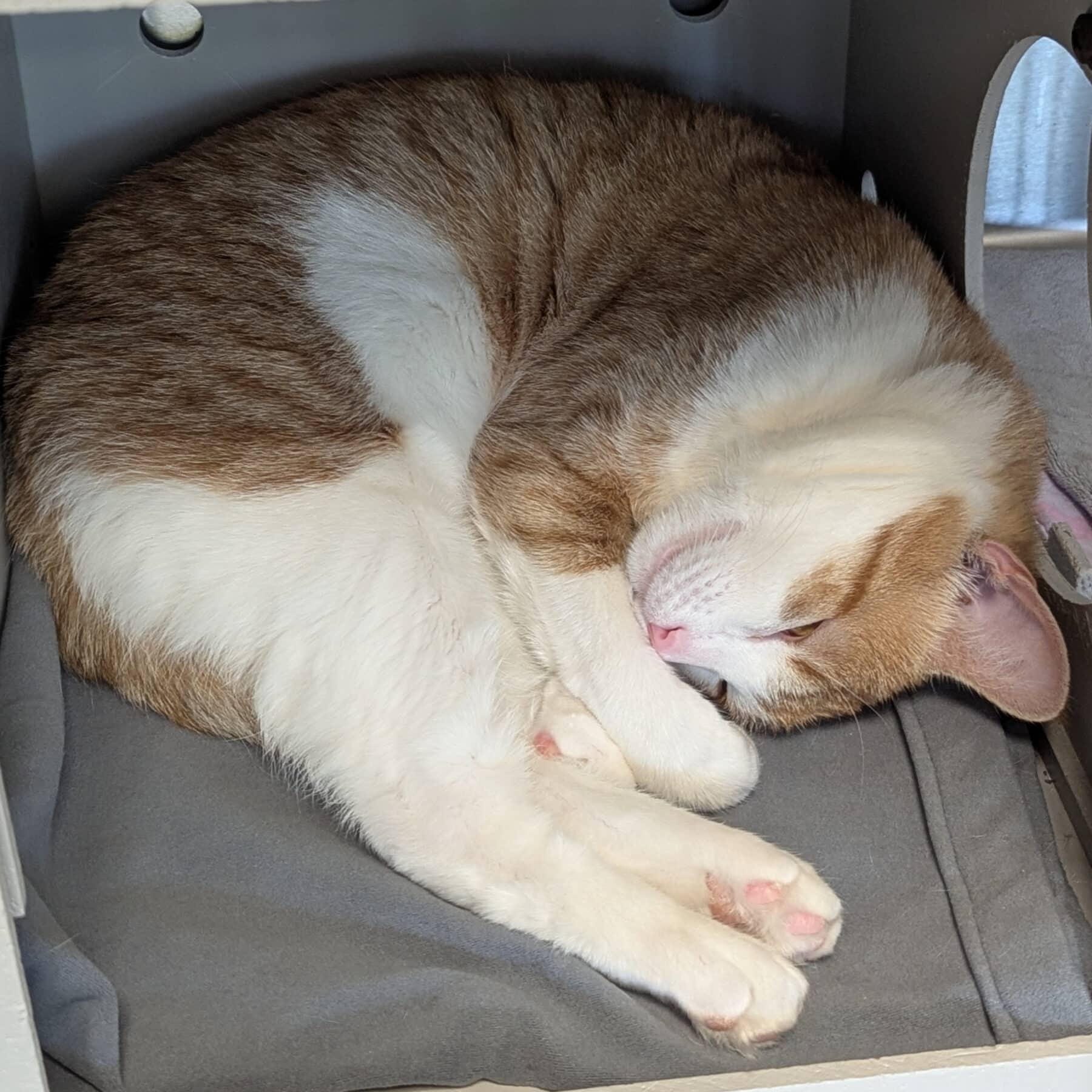 Saule, Domestic, chat à adopter au Québec