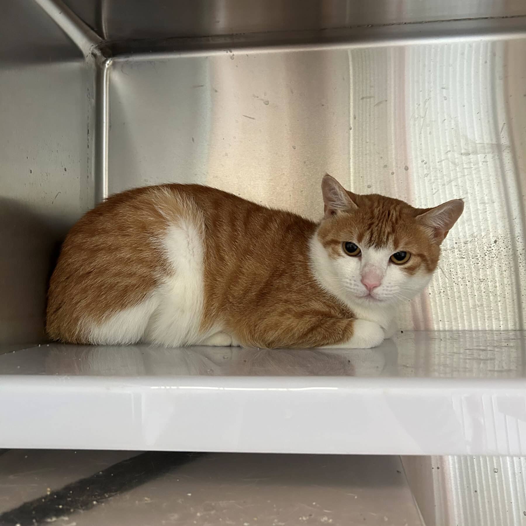 Saule - Domestic cat available for adoption at SPA de l'Estrie in Sherbrooke
