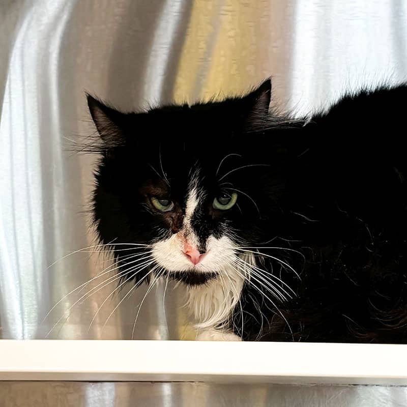 Shadow - Domestic cat available for adoption at SPA de l'Estrie in Sherbrooke