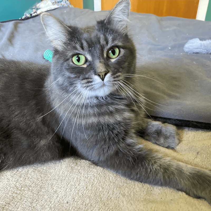 Stella - Domestic cat available for adoption at SPA de l'Estrie in Sherbrooke