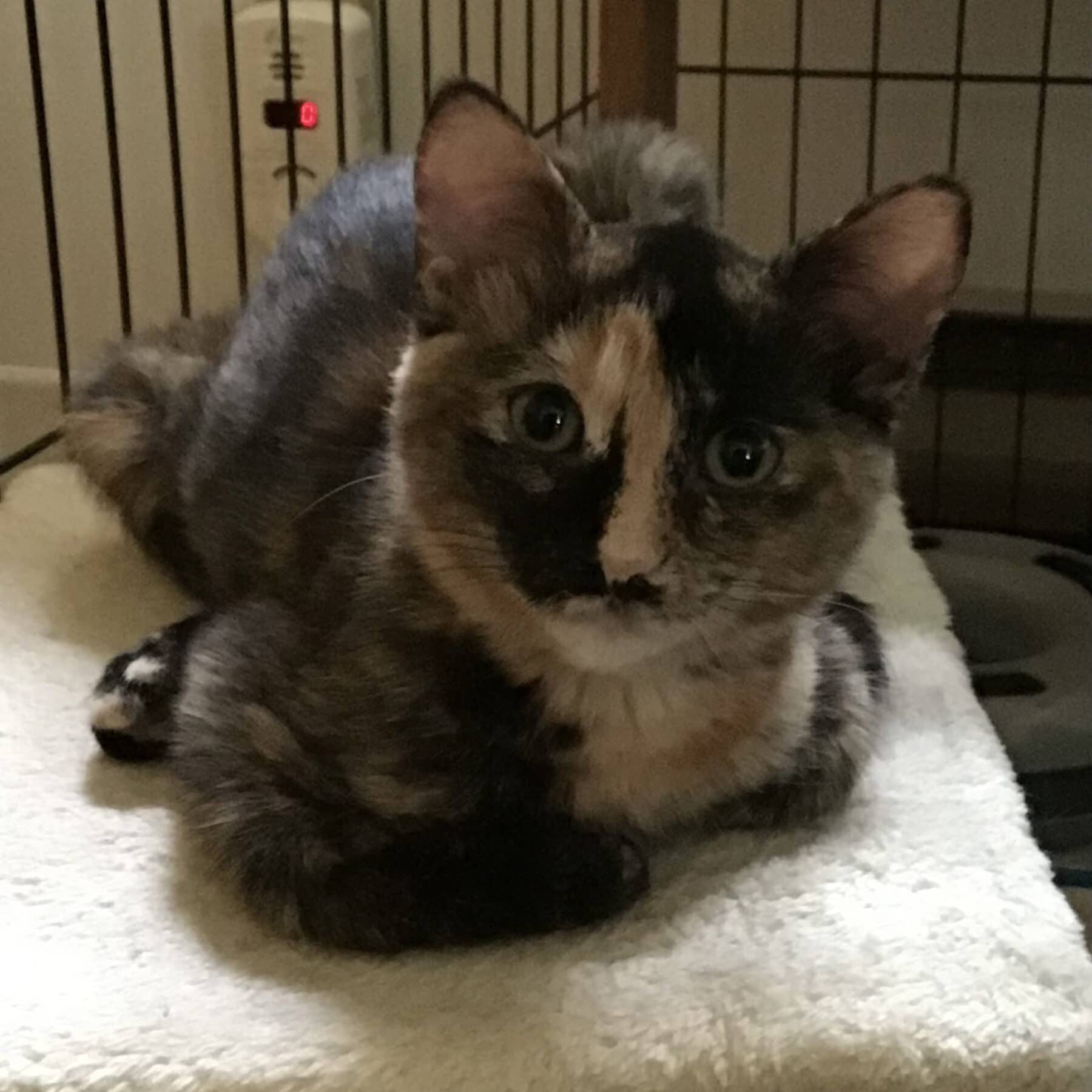 Stratus - Domestic available for adoption