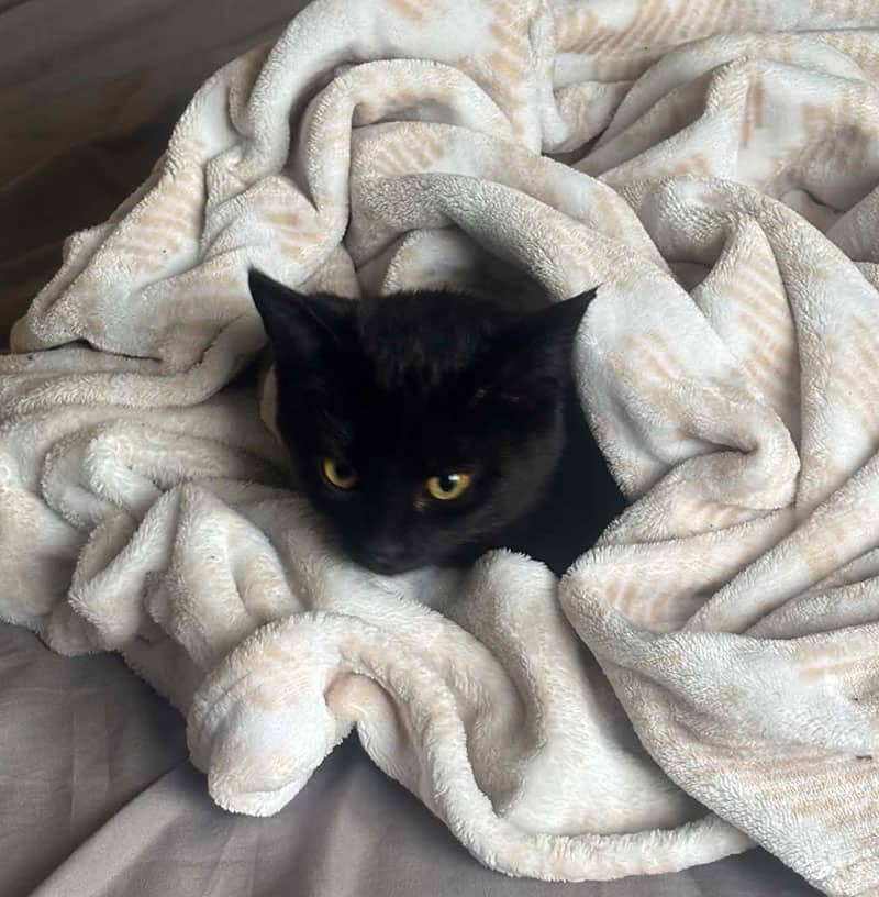 Sunday - Domestic available for adoption