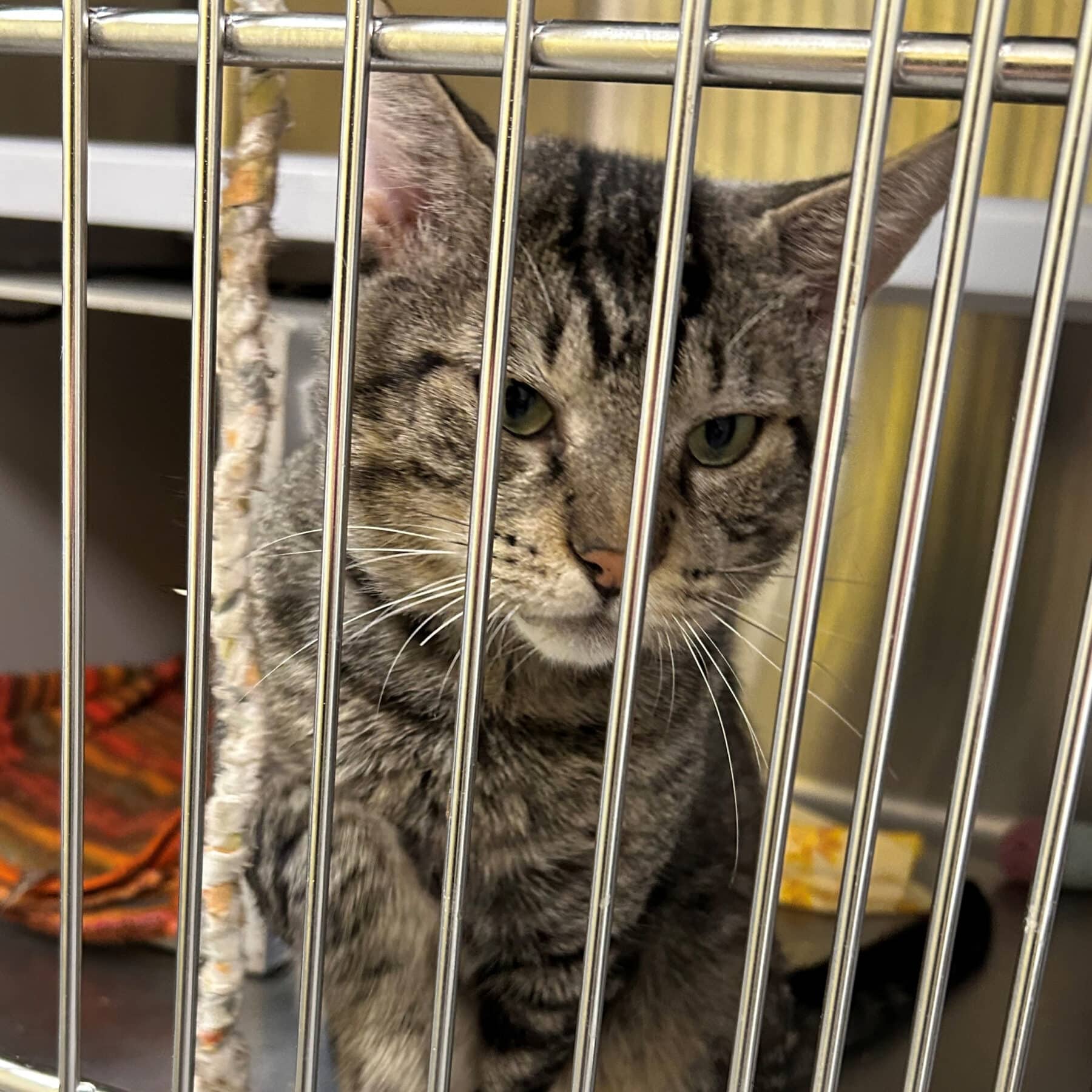 Sureau - Domestic cat available for adoption at SPA de l'Estrie in Sherbrooke