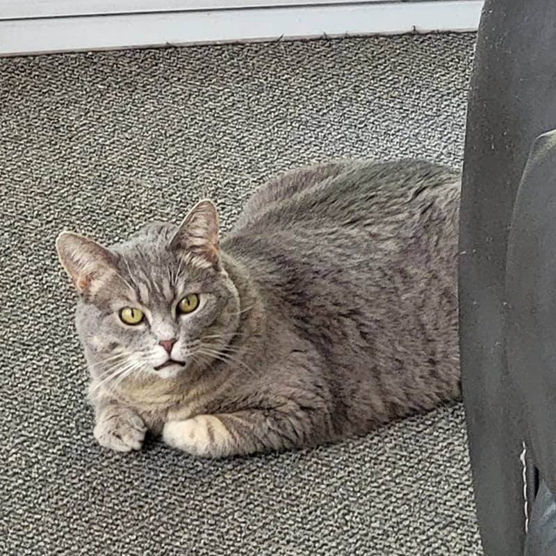Sushi - Domestic cat available for adoption in Quebec