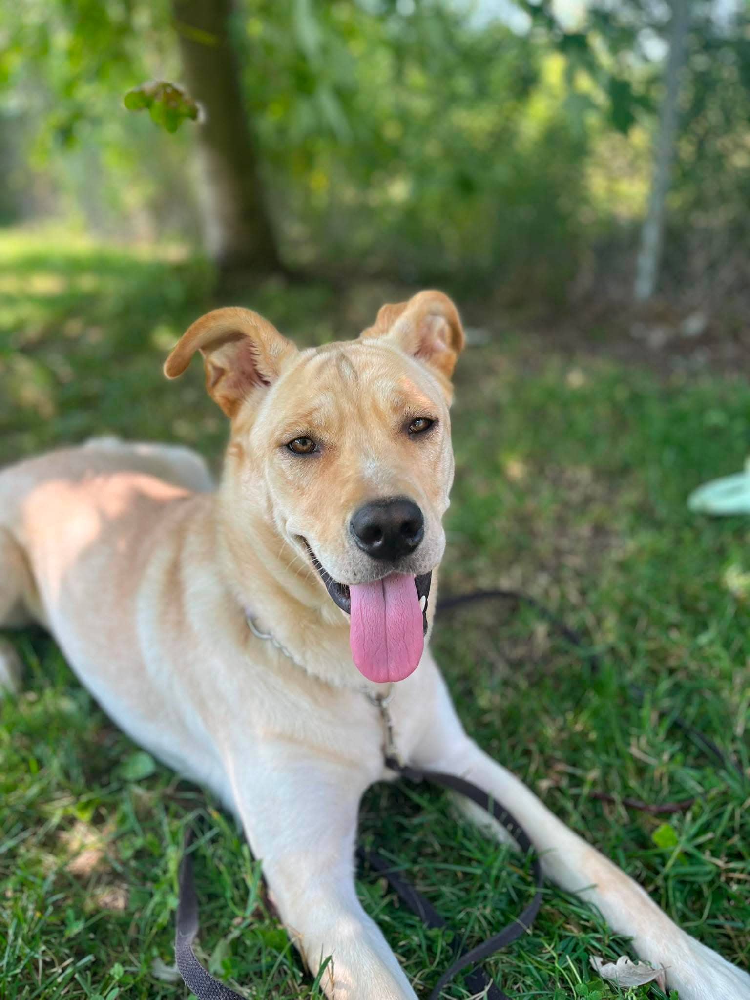 Syrax - Mixed Breed available for adoption in Quebec