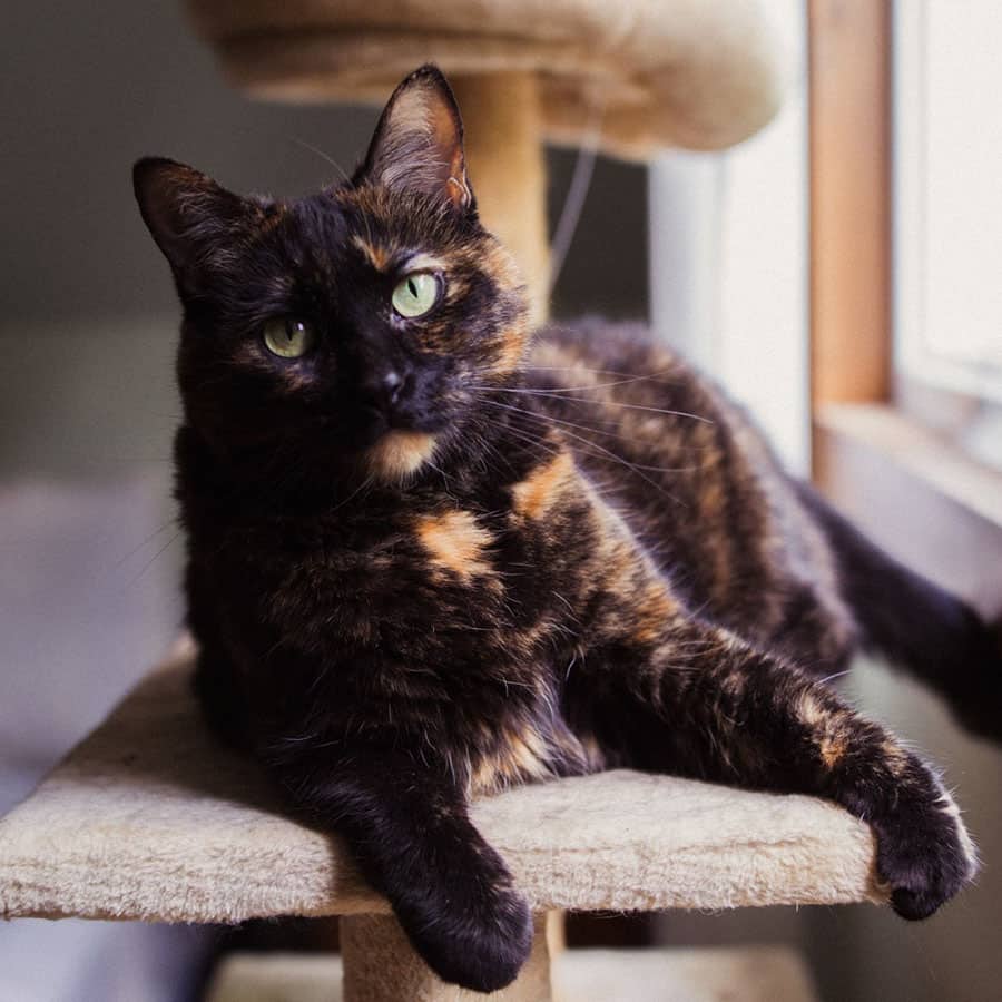 Tachat - Domestic cat available for adoption at SPA de l'Estrie in Sherbrooke