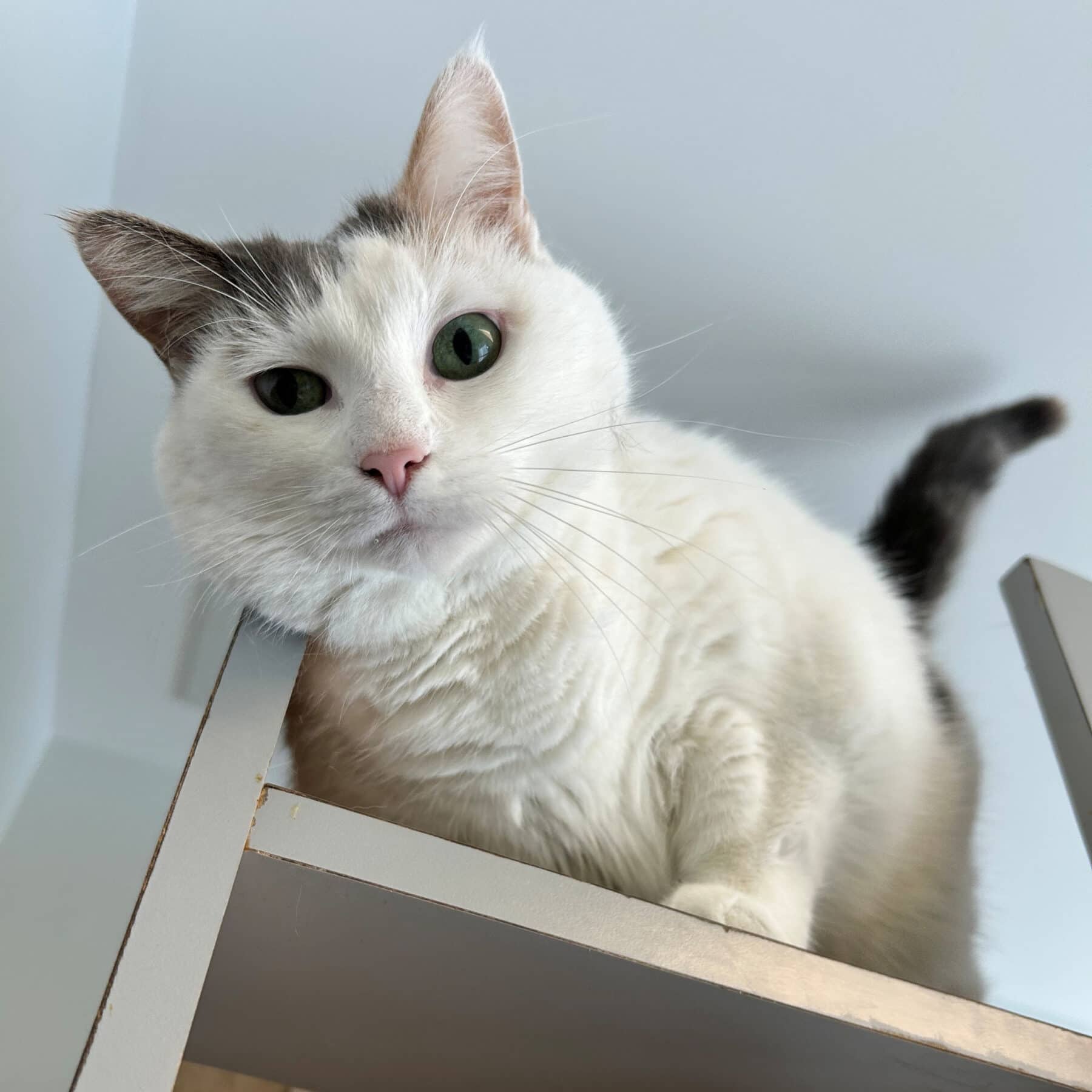 Tofu - Domestic cat available for adoption at SPA de l'Estrie in Sherbrooke