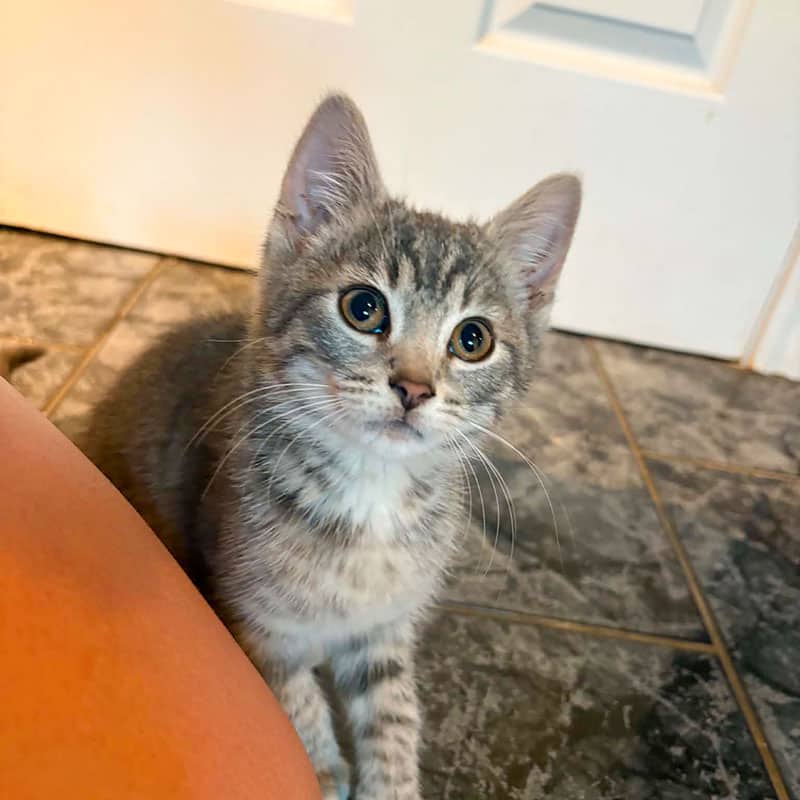 Tom - Domestic available for adoption