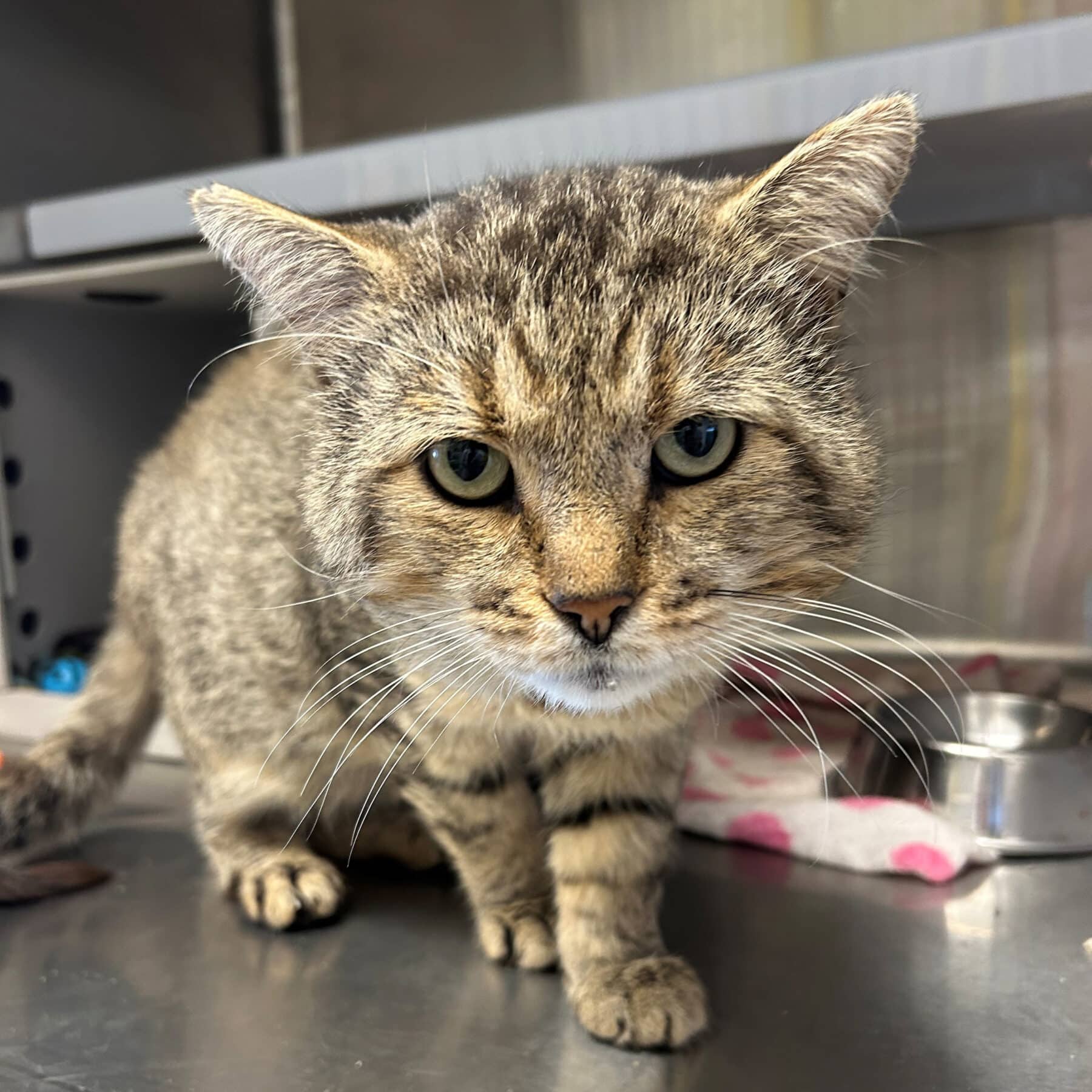 Tommy - Domestic cat available for adoption at SPA de l'Estrie in Sherbrooke