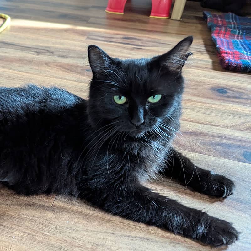Valka - Domestic cat available for adoption at SPA de l'Estrie in Sherbrooke