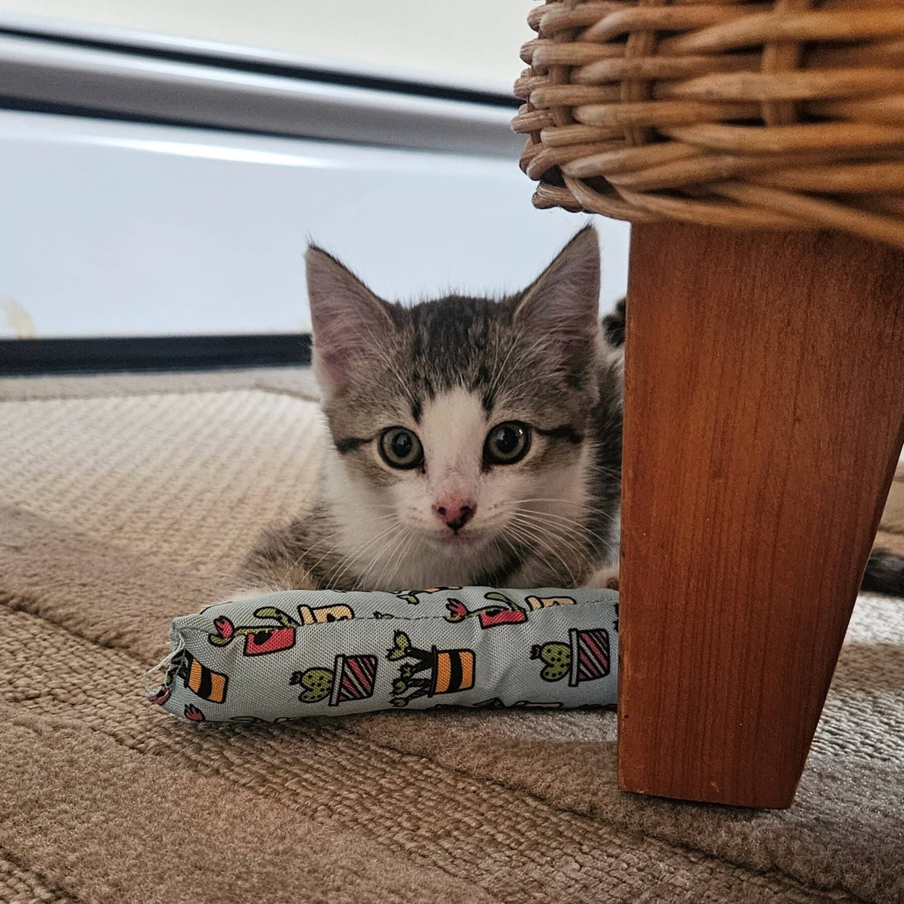 Wave - Domestic cat available for adoption at SPA de l'Estrie in Sherbrooke