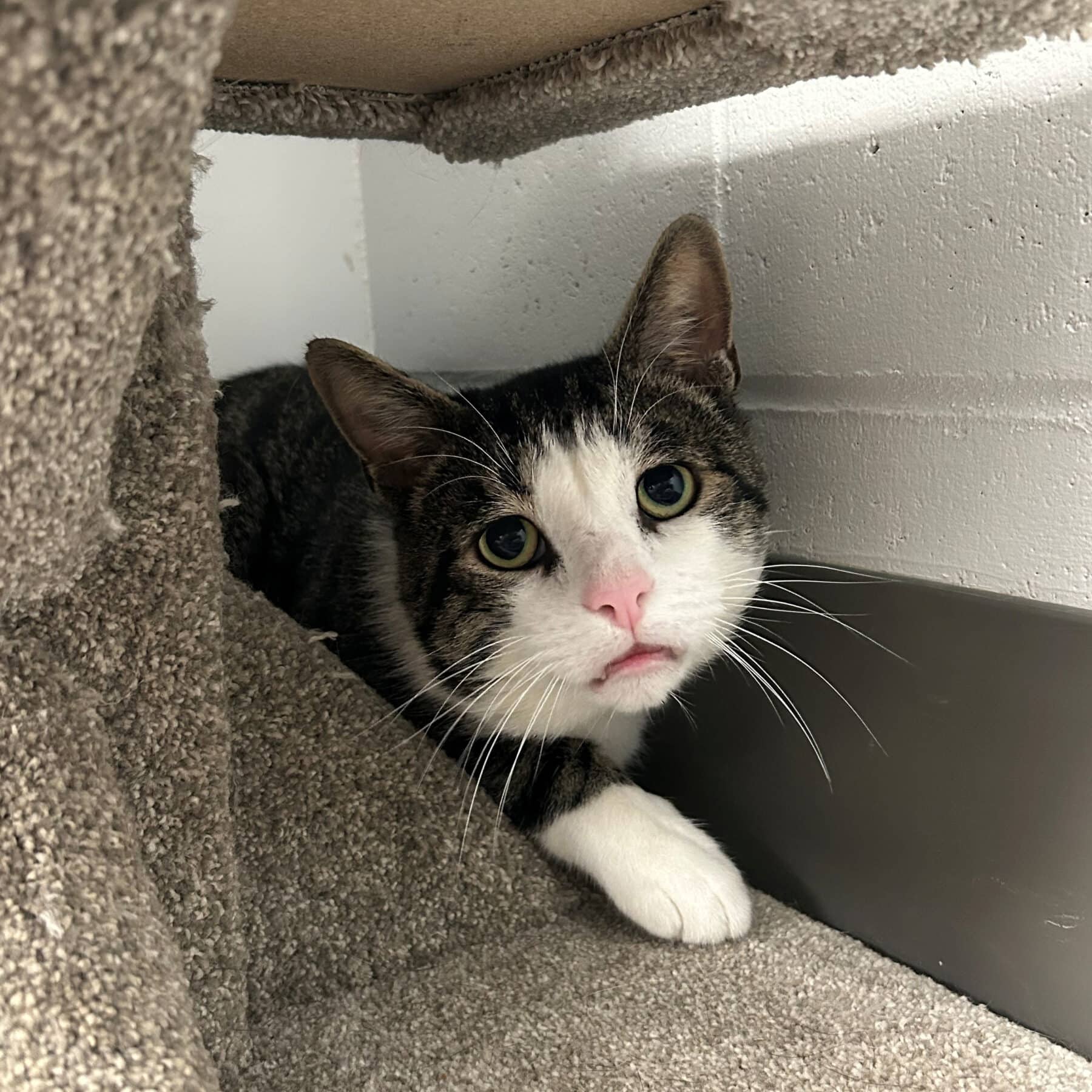 Whopper - Domestic cat available for adoption at SPA de l'Estrie in Sherbrooke
