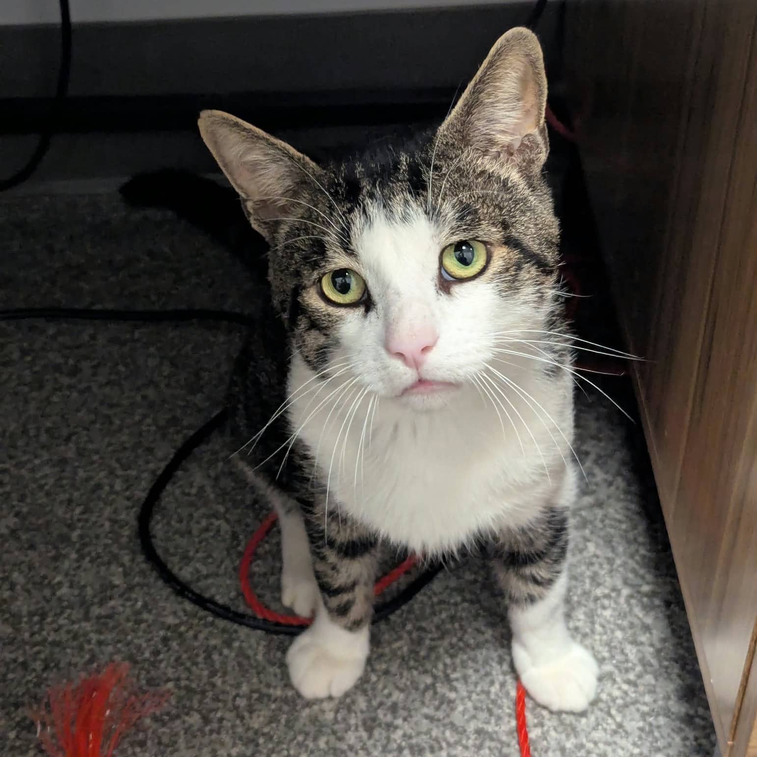 Whopper - Domestic cat available for adoption in Quebec