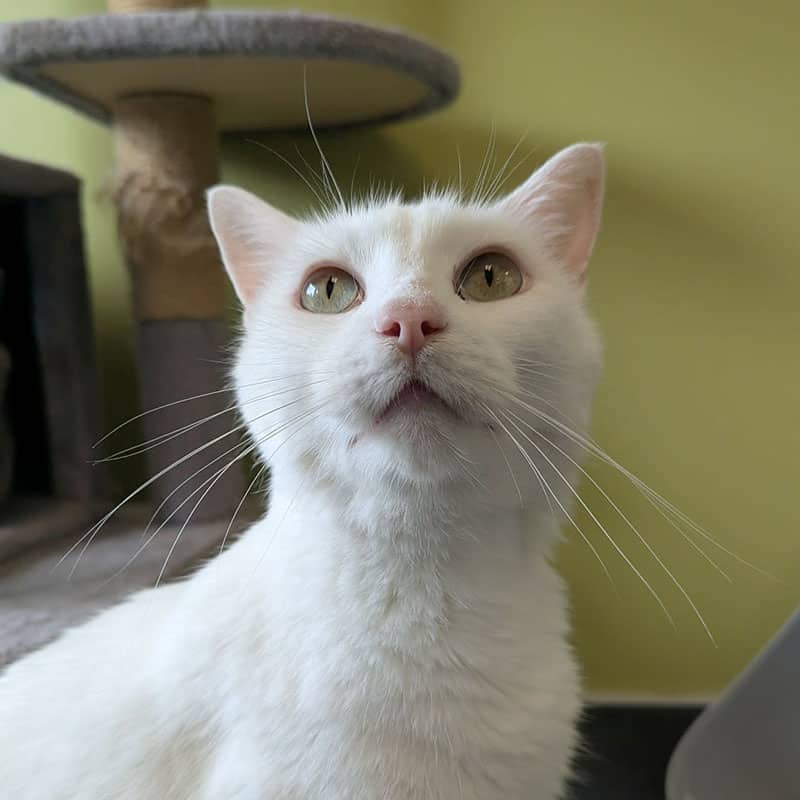 Yoplai - Domestic cat available for adoption at SPA de l'Estrie in Sherbrooke