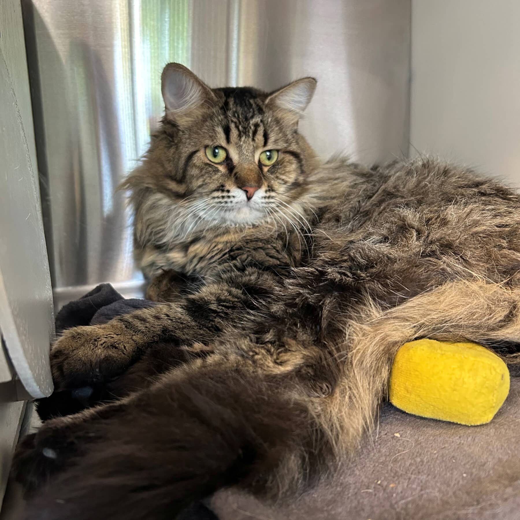 Zeus - Domestic cat available for adoption at SPA de l'Estrie in Sherbrooke