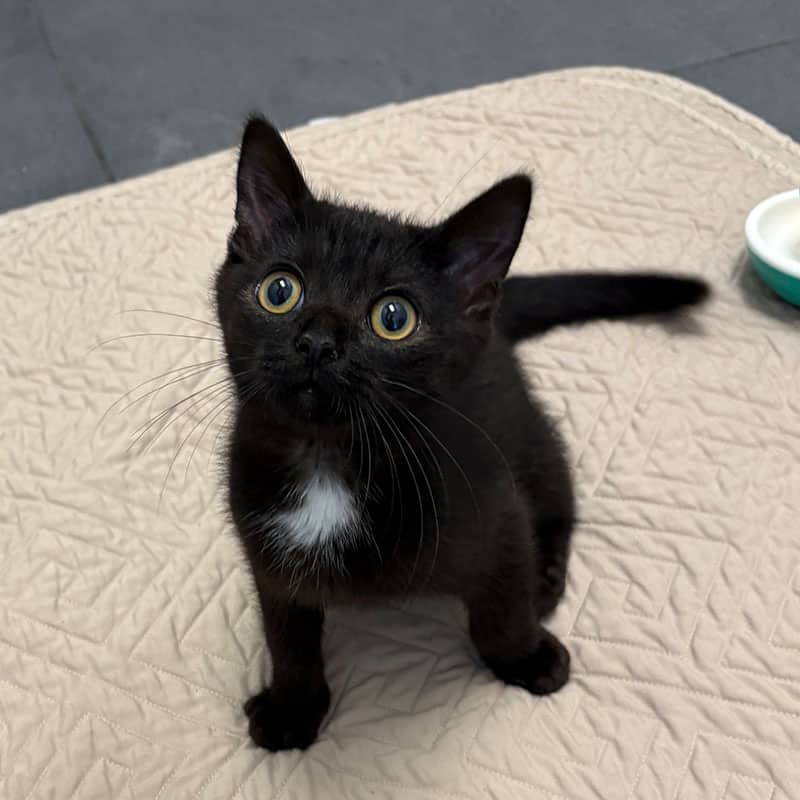Doodi - Domestic available for adoption