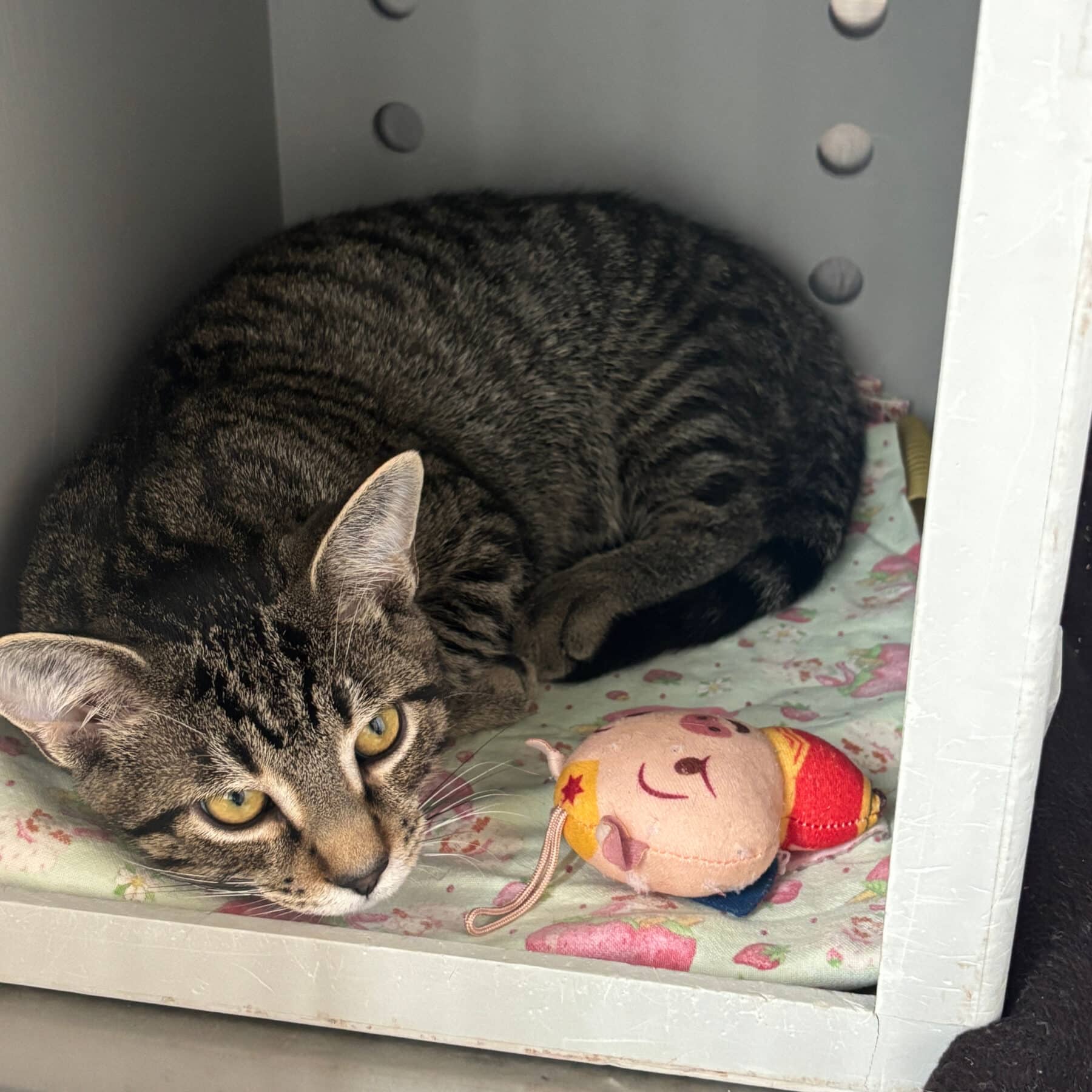 Urubu - Domestic cat available for adoption at SPA de l'Estrie in Sherbrooke