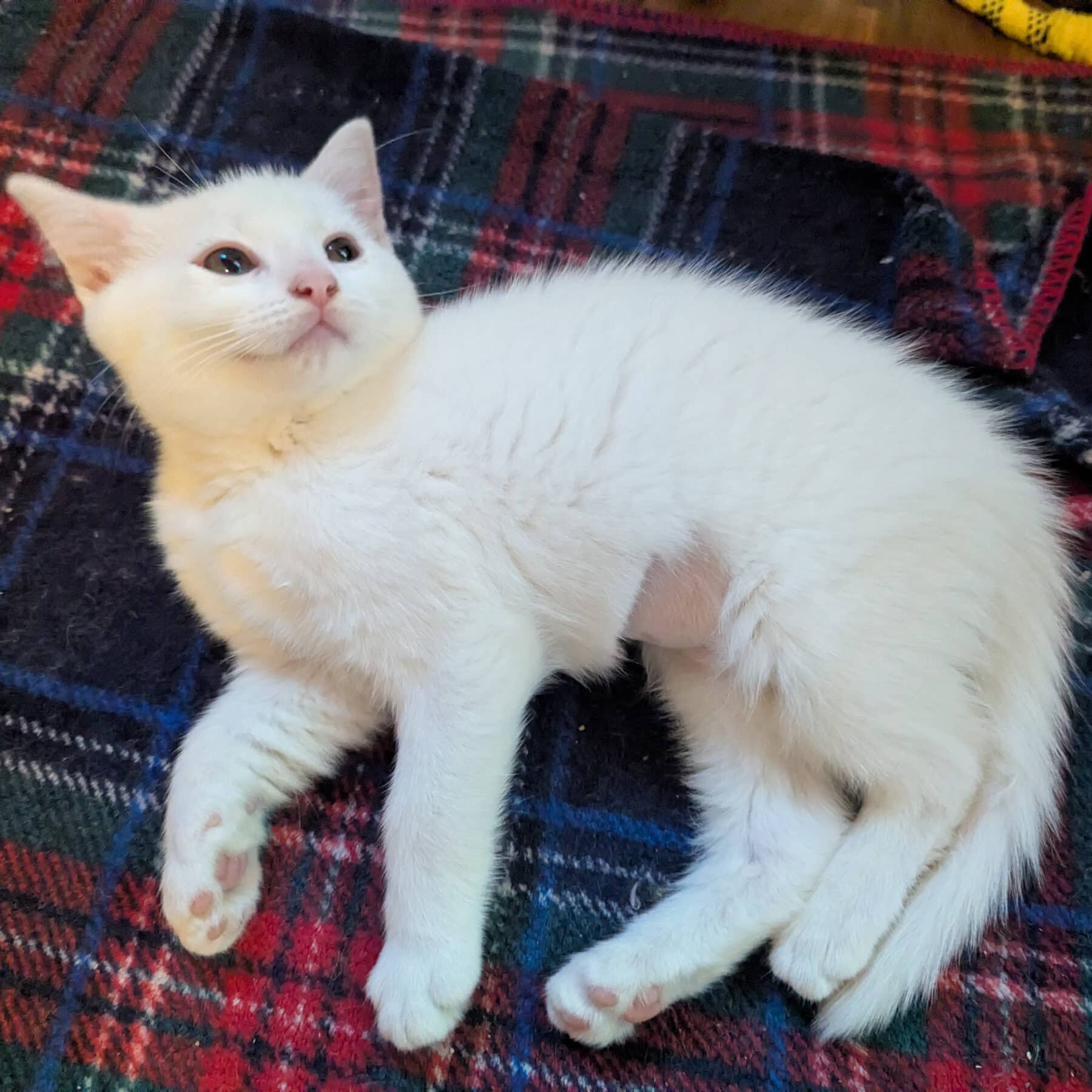Astrid - Domestic cat available for adoption at SPA de l'Estrie in Sherbrooke