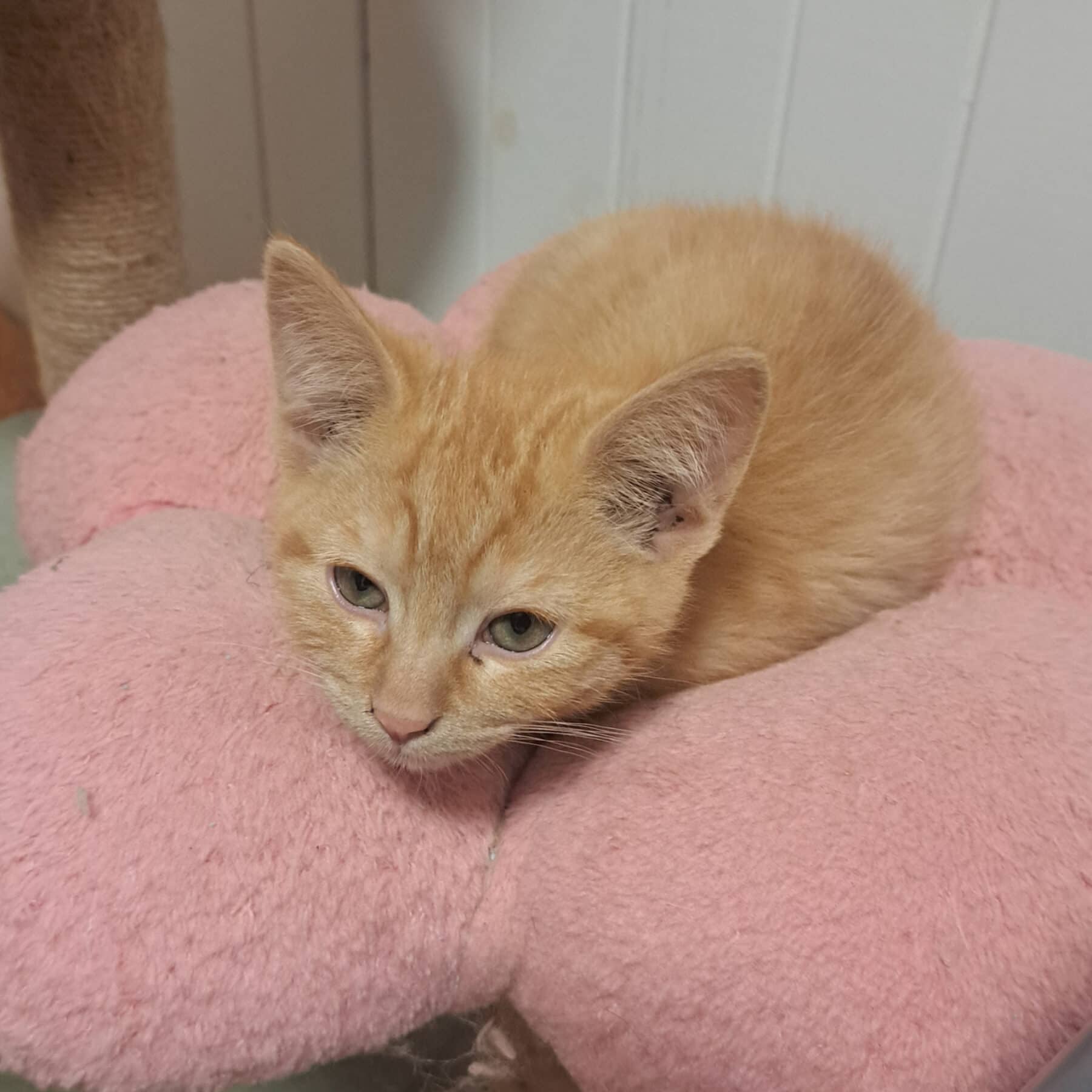Home Dépôt - Domestic available for adoption