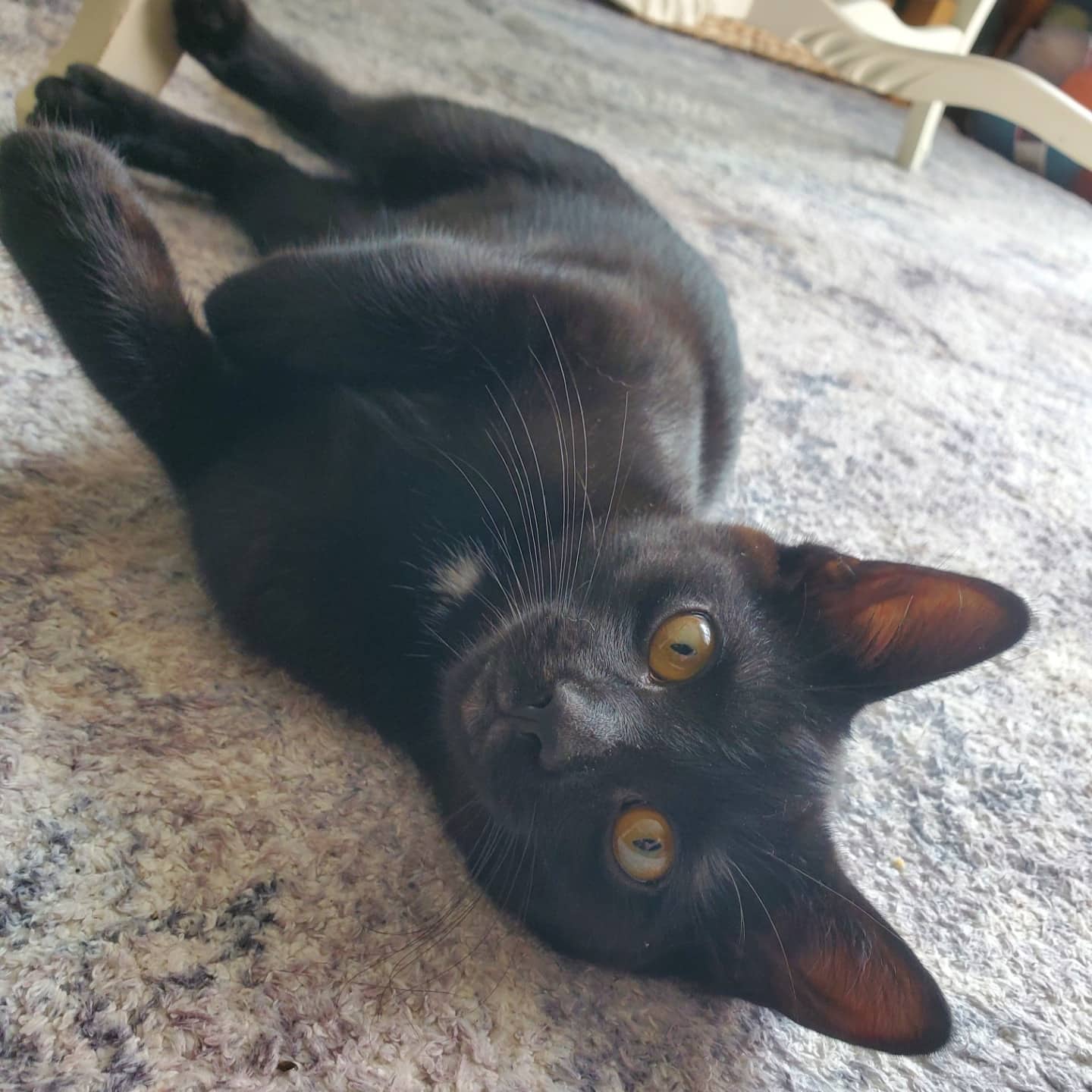 Carmen - Domestic cat available for adoption at SPA de l'Estrie in Sherbrooke
