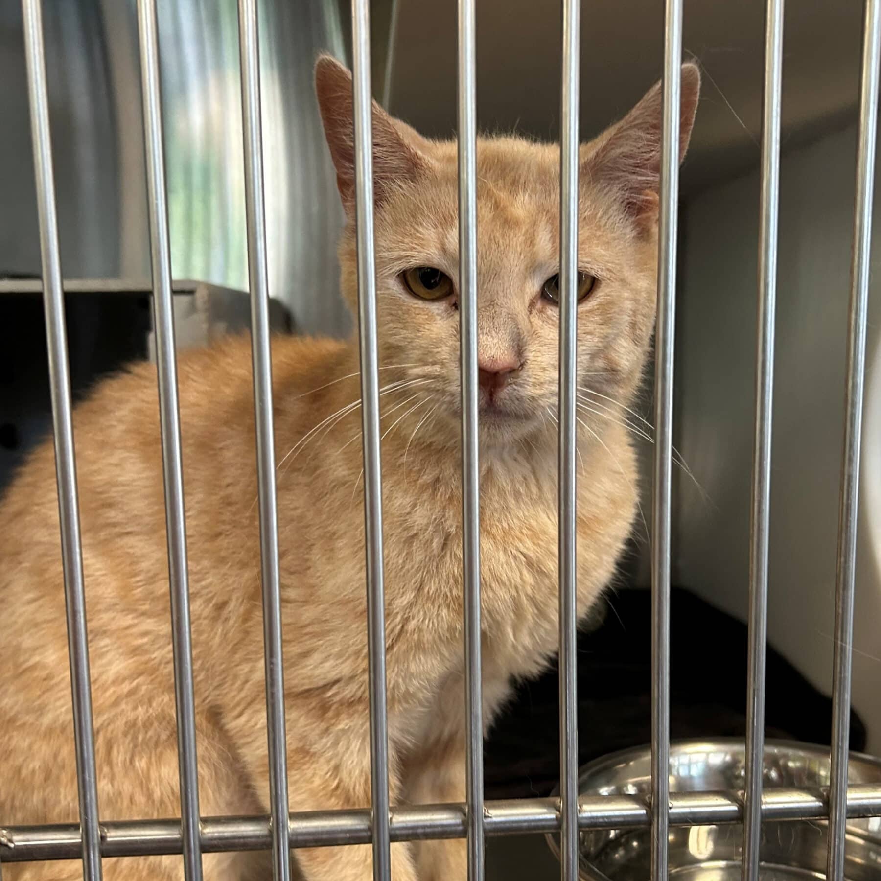 Cognac - Domestic cat available for adoption at SPA de l'Estrie in Sherbrooke