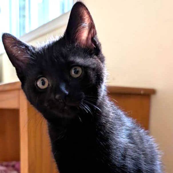 Cookie - Domestic available for adoption