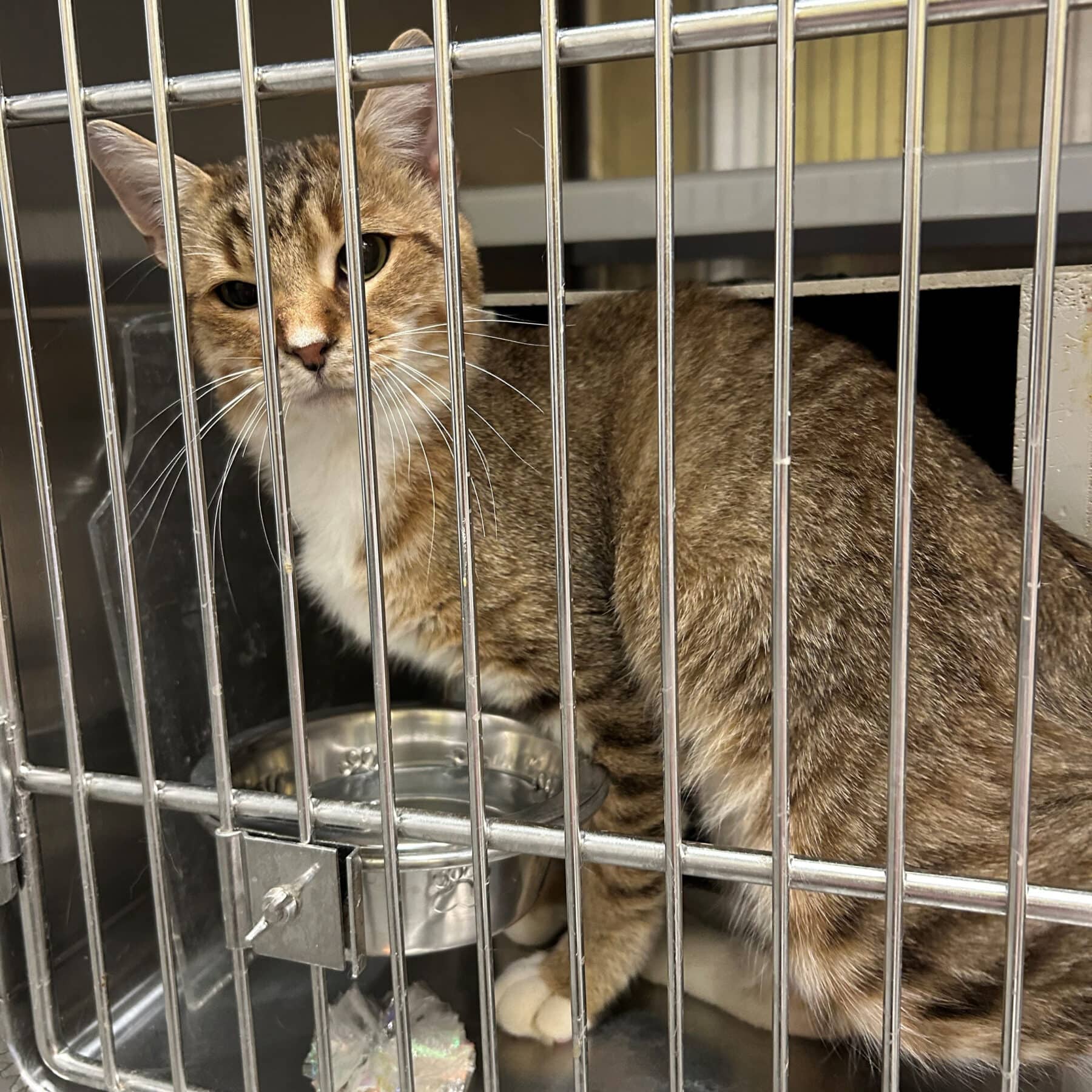 Croque-monsieur - Domestic cat available for adoption at SPA de l'Estrie in Sherbrooke