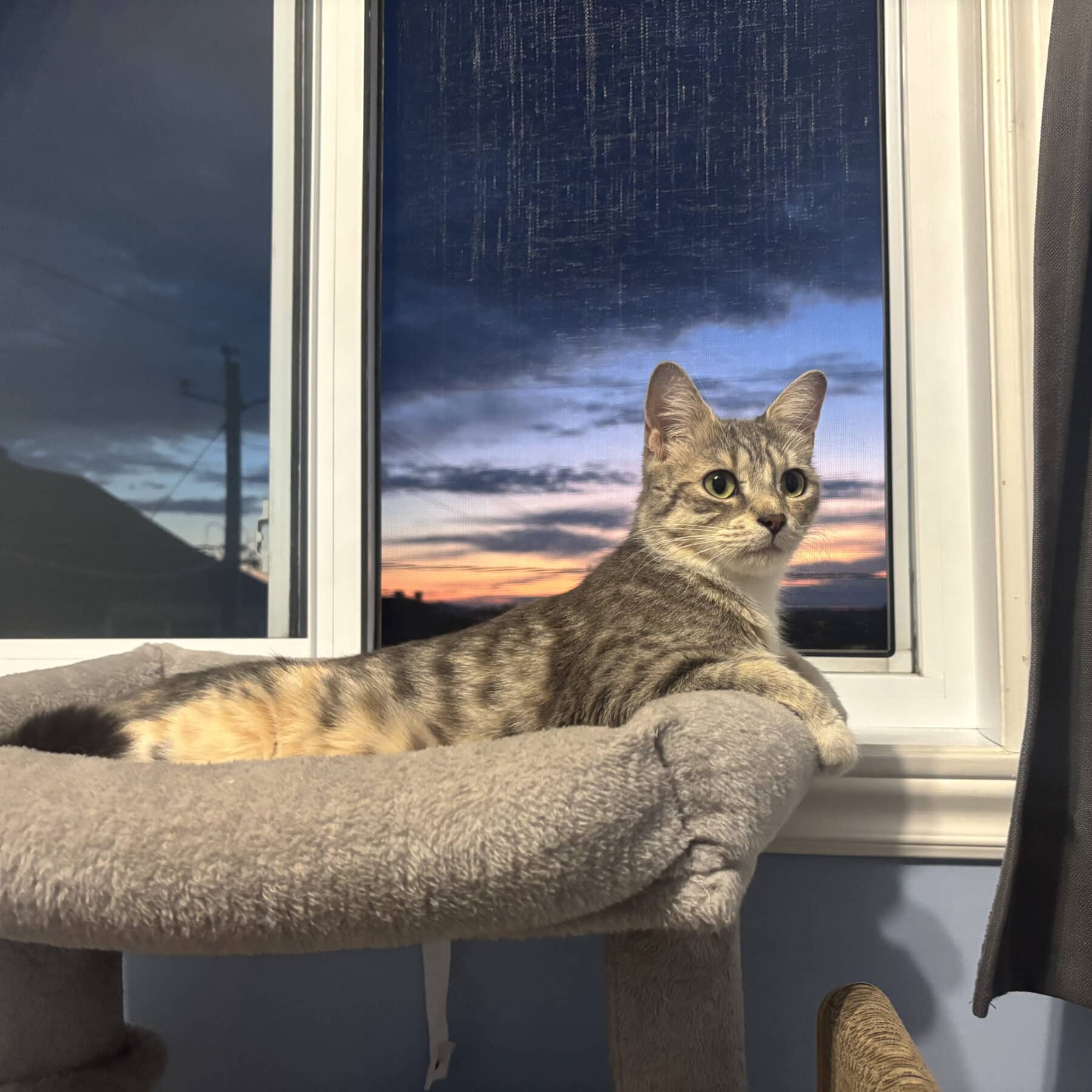 Étoile - Domestic cat available for adoption at SPA de l'Estrie in Sherbrooke