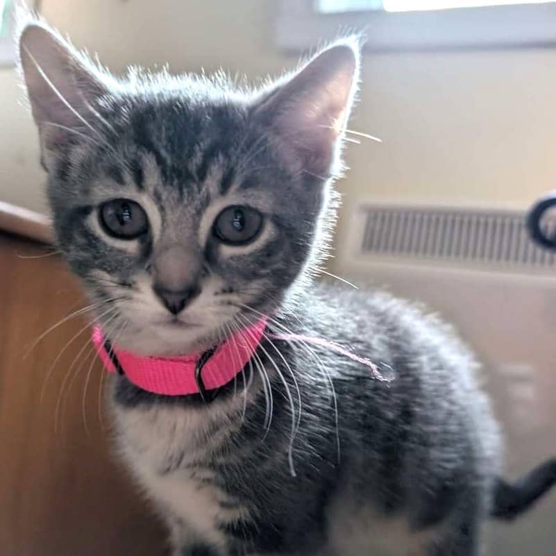 Farine - Domestic cat available for adoption at SPA de l'Estrie in Sherbrooke