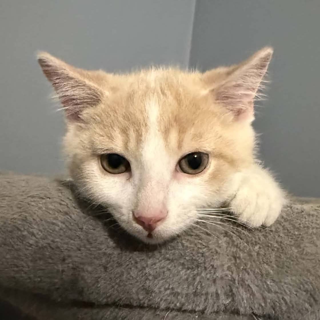 Frosted Flakes - Domestic cat available for adoption at SPA de l'Estrie in Sherbrooke