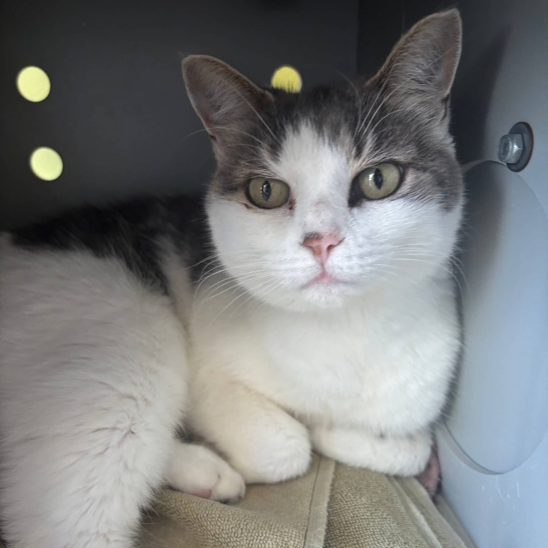 Gracie - Domestic cat available for adoption at SPA de l'Estrie in Sherbrooke