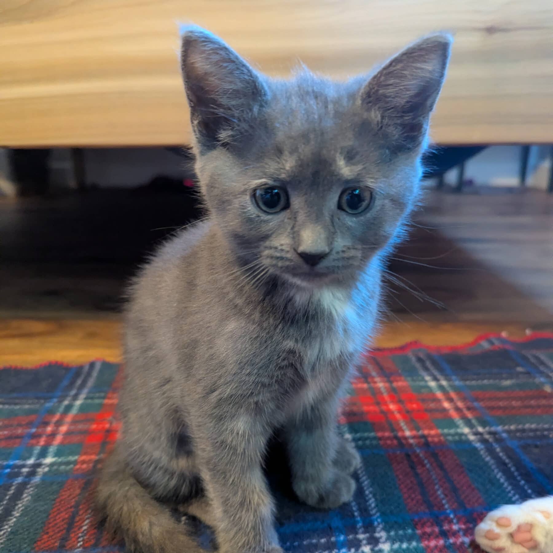 Gueulfor - Domestic available for adoption