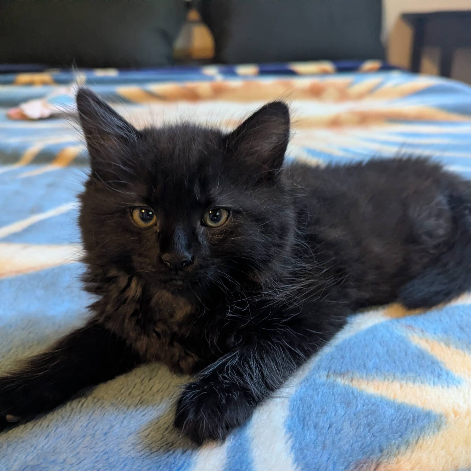 Harold - Domestic available for adoption