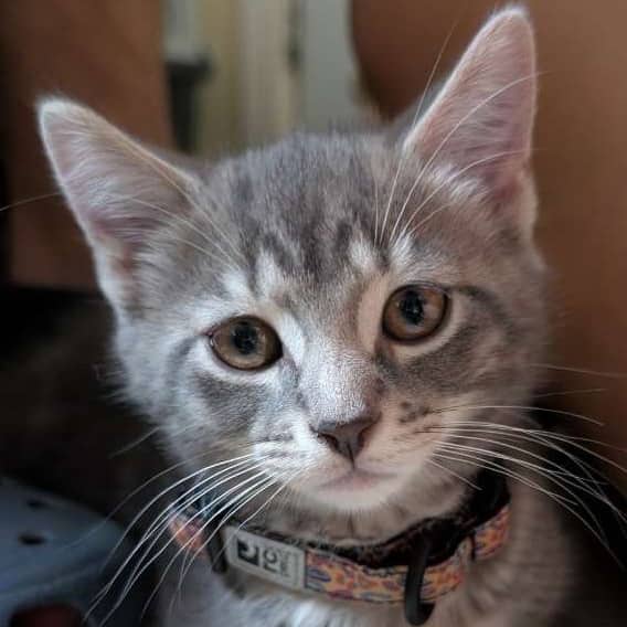 Levure - Domestic cat available for adoption at SPA de l'Estrie in Sherbrooke