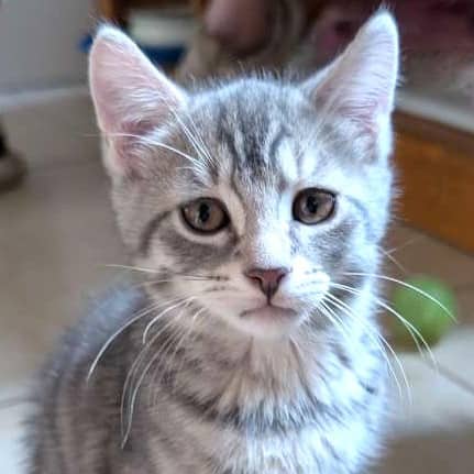Mascarpone - Domestic cat available for adoption at SPA de l'Estrie in Sherbrooke