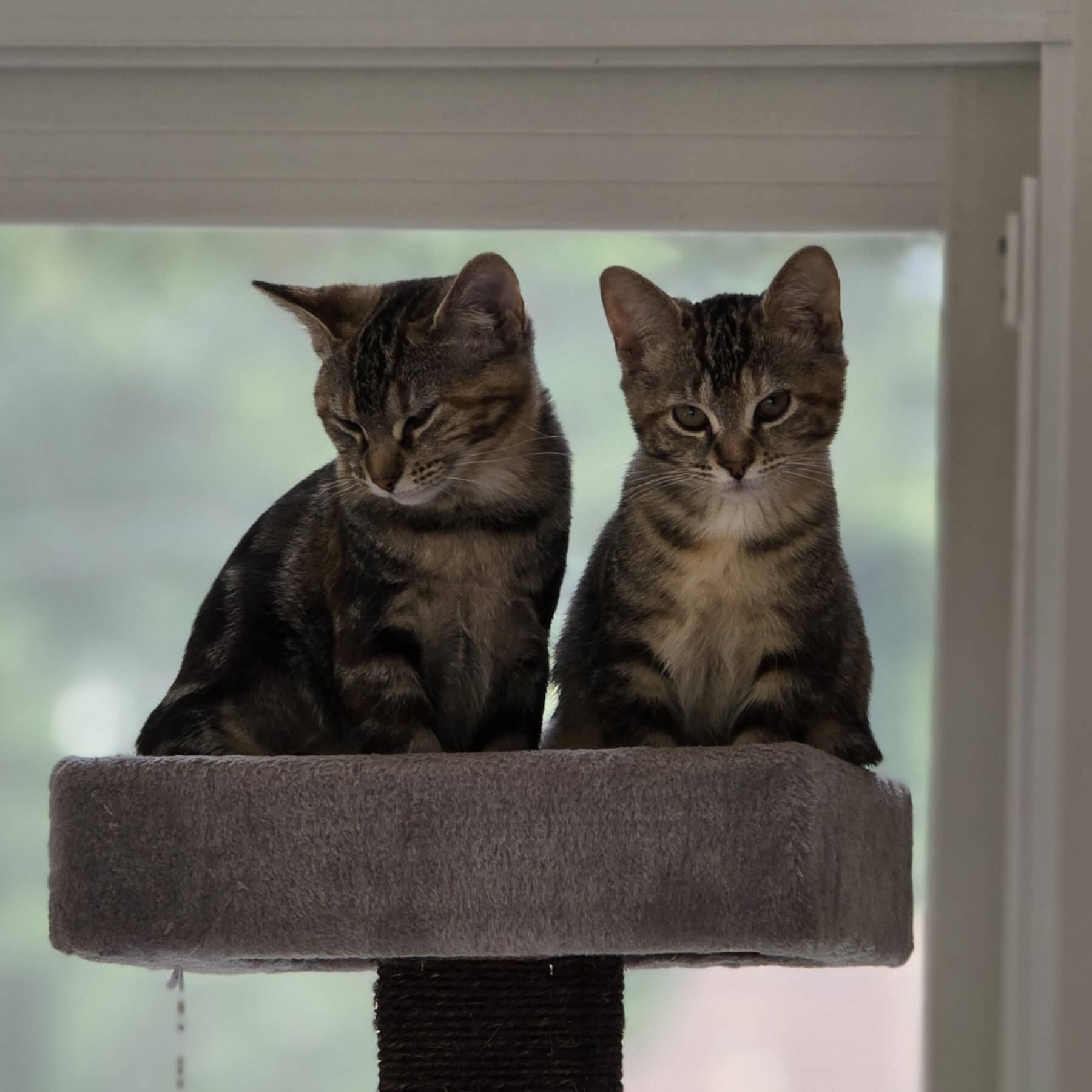 Patati et Patatou - Domestiques cat available for adoption at SPA de l'Estrie in Sherbrooke