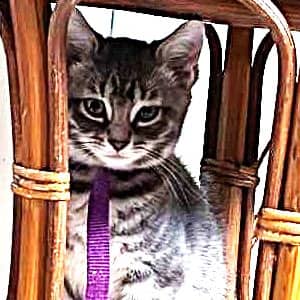 Pépite de chocolat - Domestic cat available for adoption in Quebec