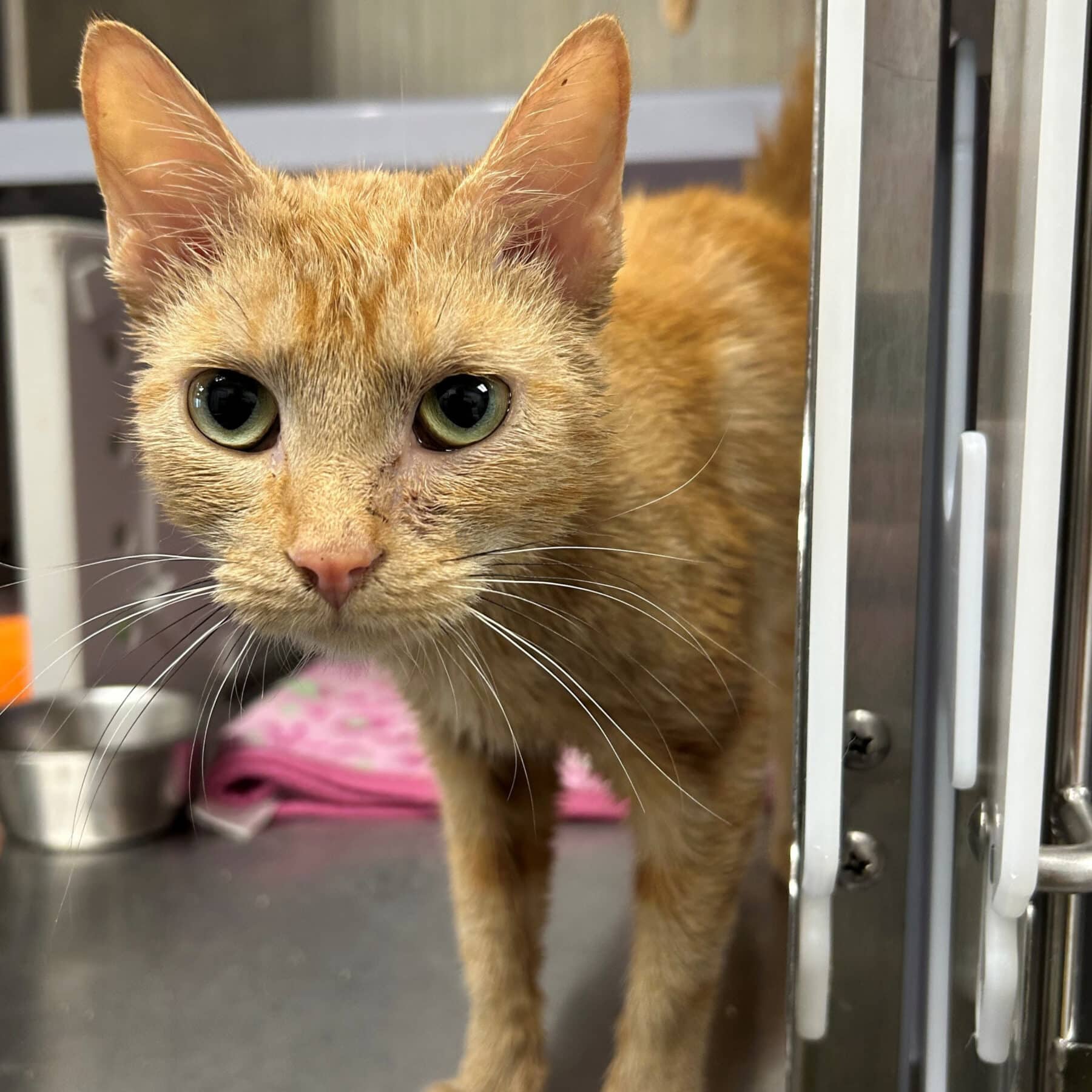Pissenlit - Domestic cat available for adoption in Quebec