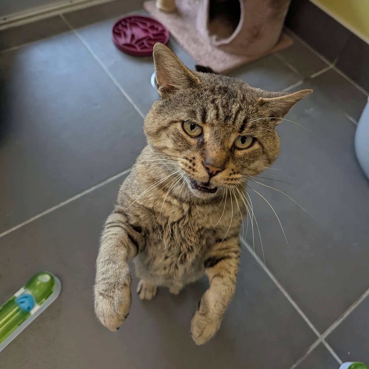 Potiron, Domestic, chat à adopter au Québec