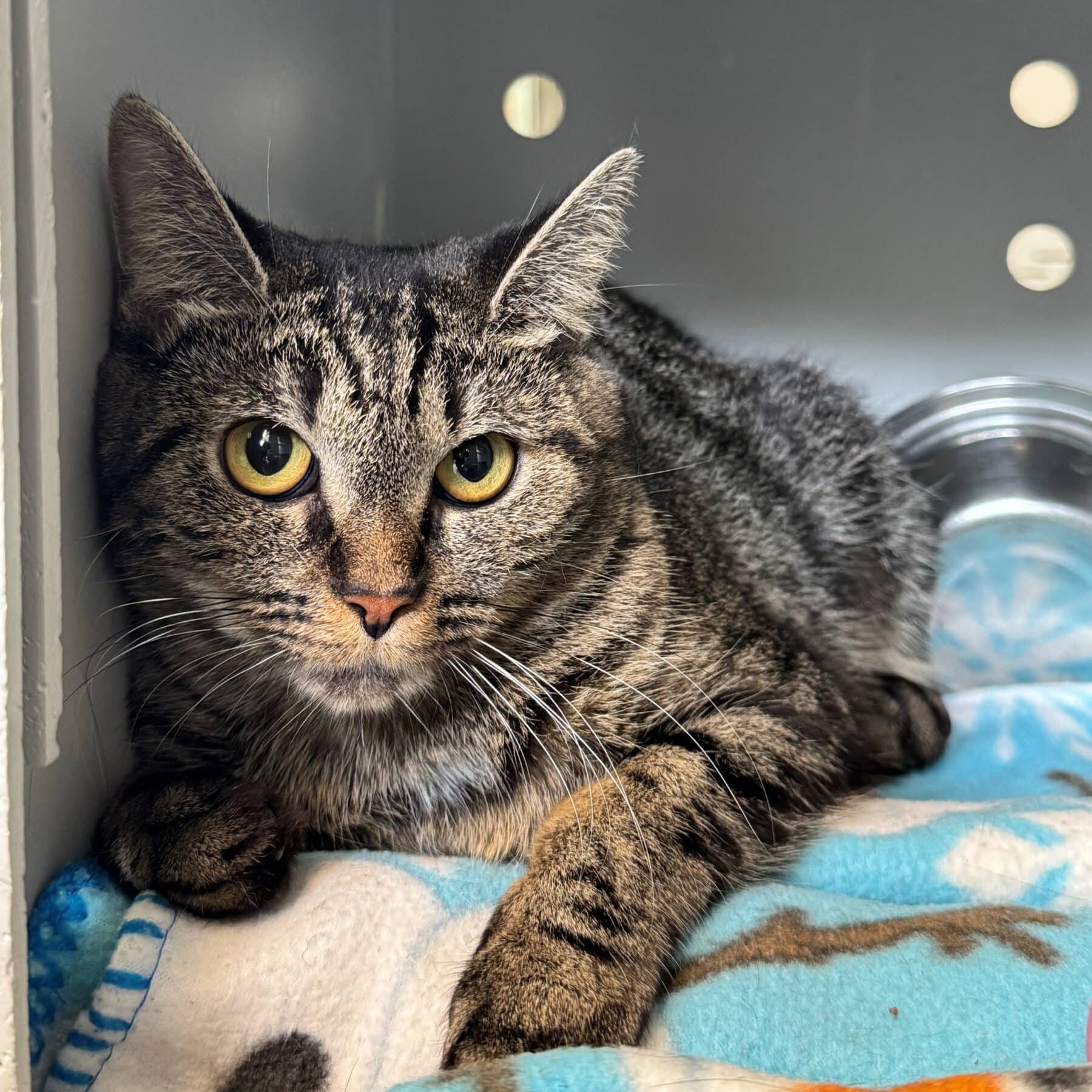 Praline - Domestic cat available for adoption at SPA de l'Estrie in Sherbrooke