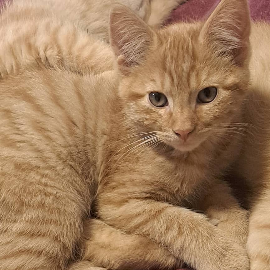 Canac - Domestic available for adoption