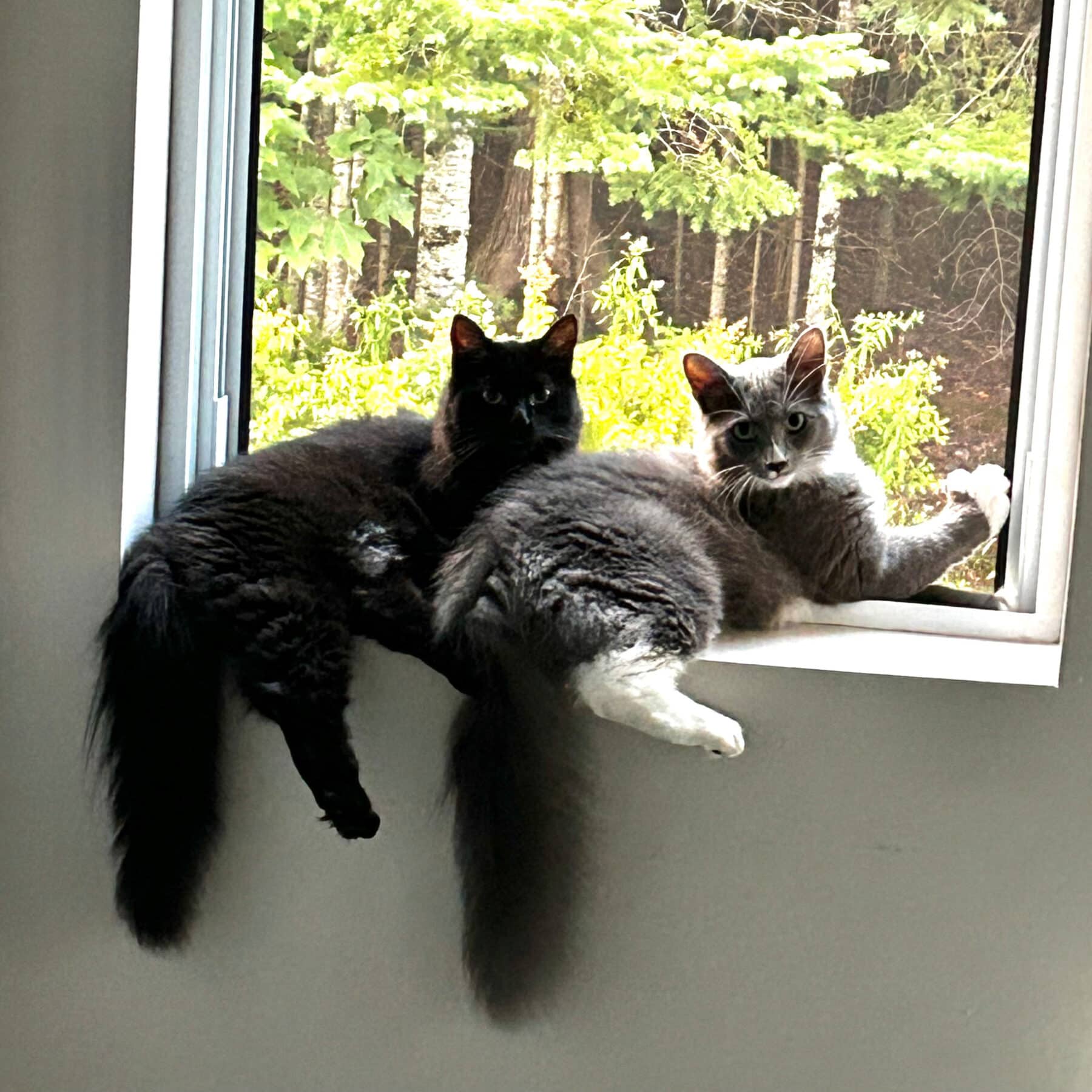 Safran (M) et Melvin (F) - Domestiques available for adoption