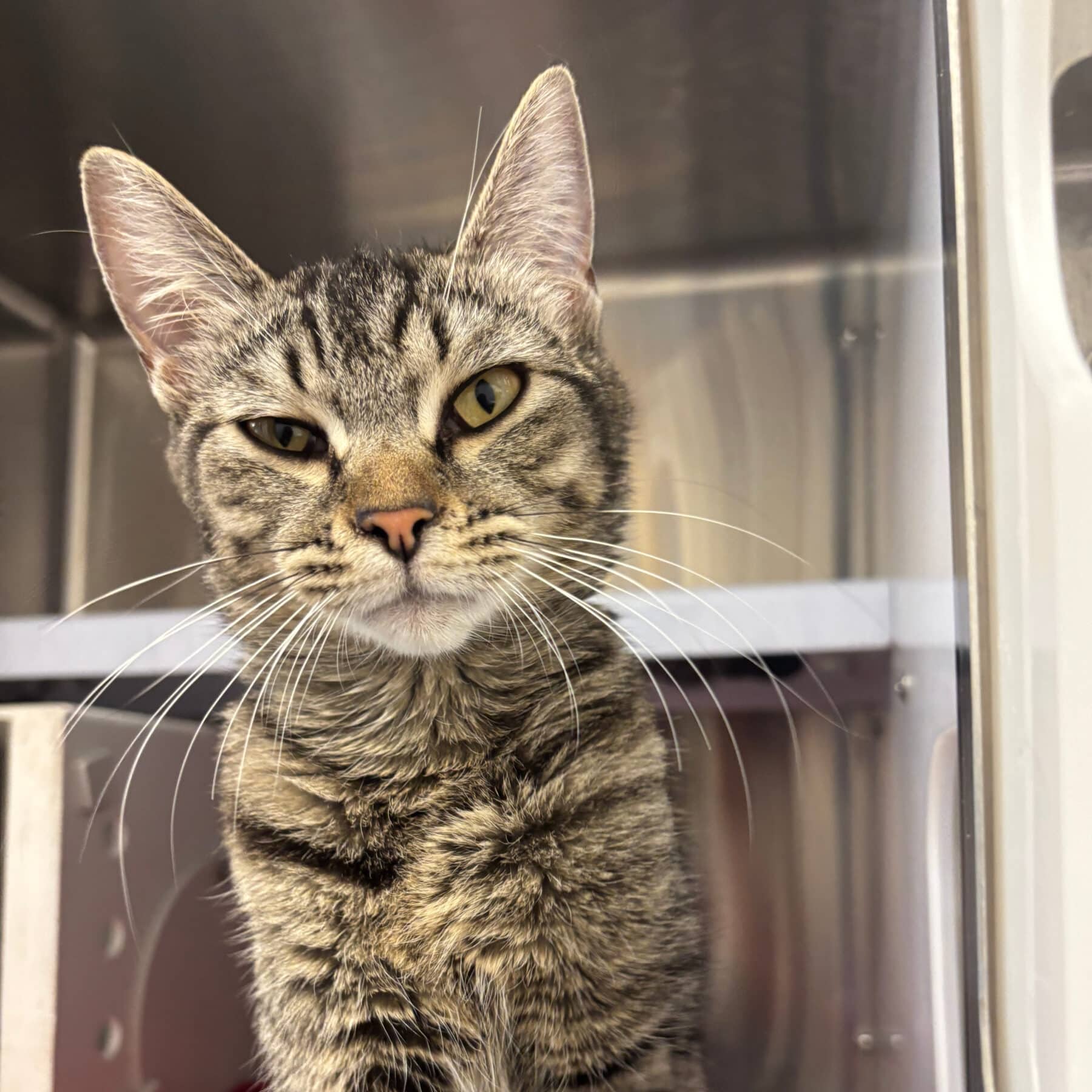 Soupe - Domestic cat available for adoption at SPA de l'Estrie in Sherbrooke