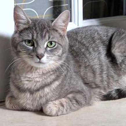 Sucre - Domestic cat available for adoption at SPA de l'Estrie in Sherbrooke
