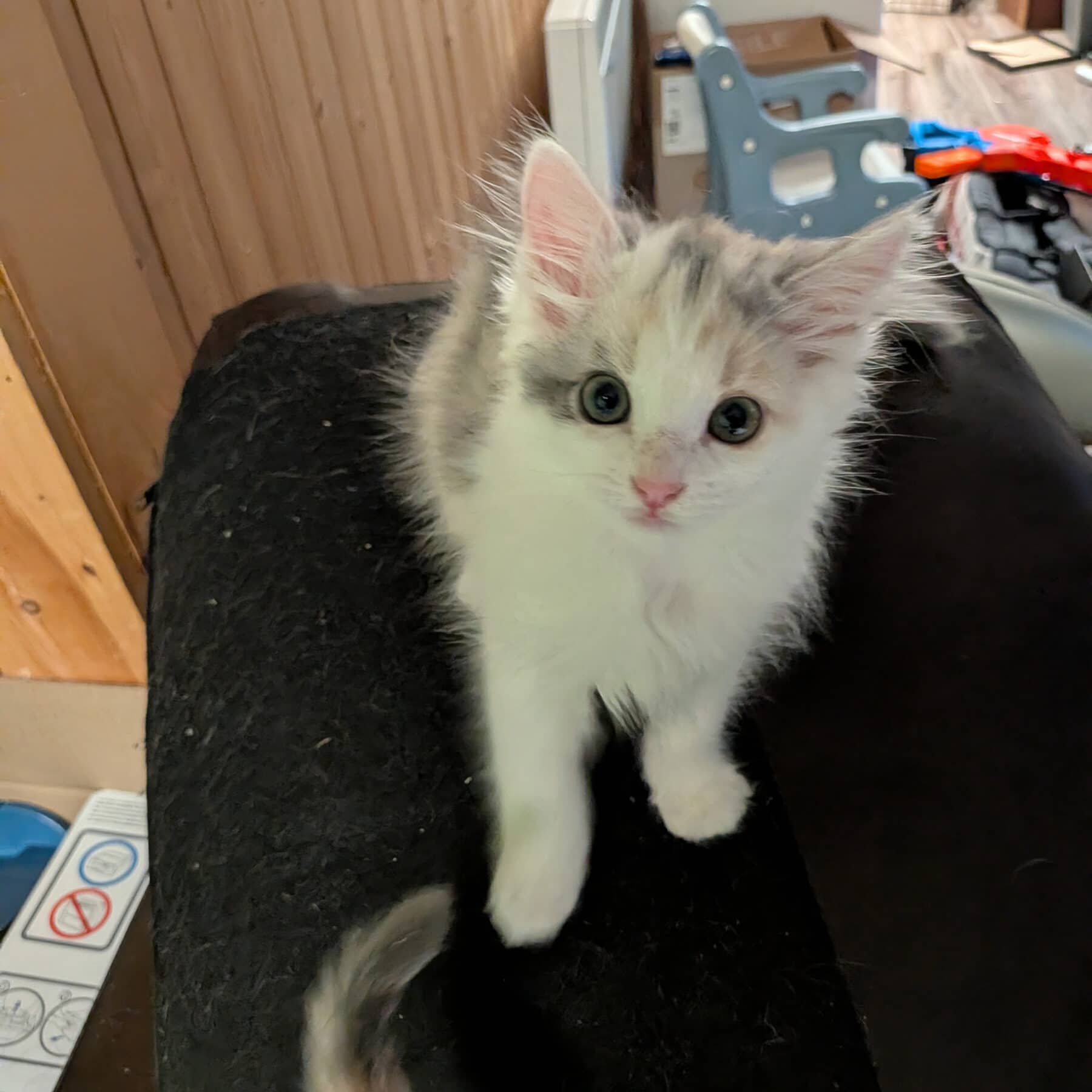 Tetra - Domestic cat available for adoption at SPA de l'Estrie in Sherbrooke