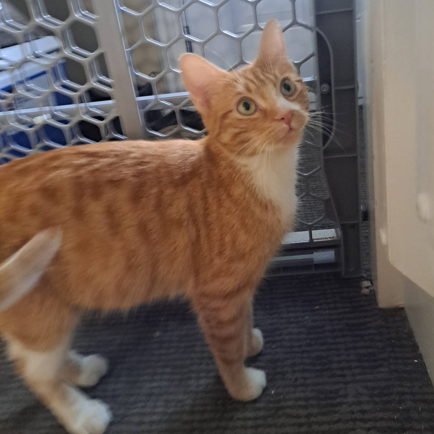 Tournevis - Domestic available for adoption