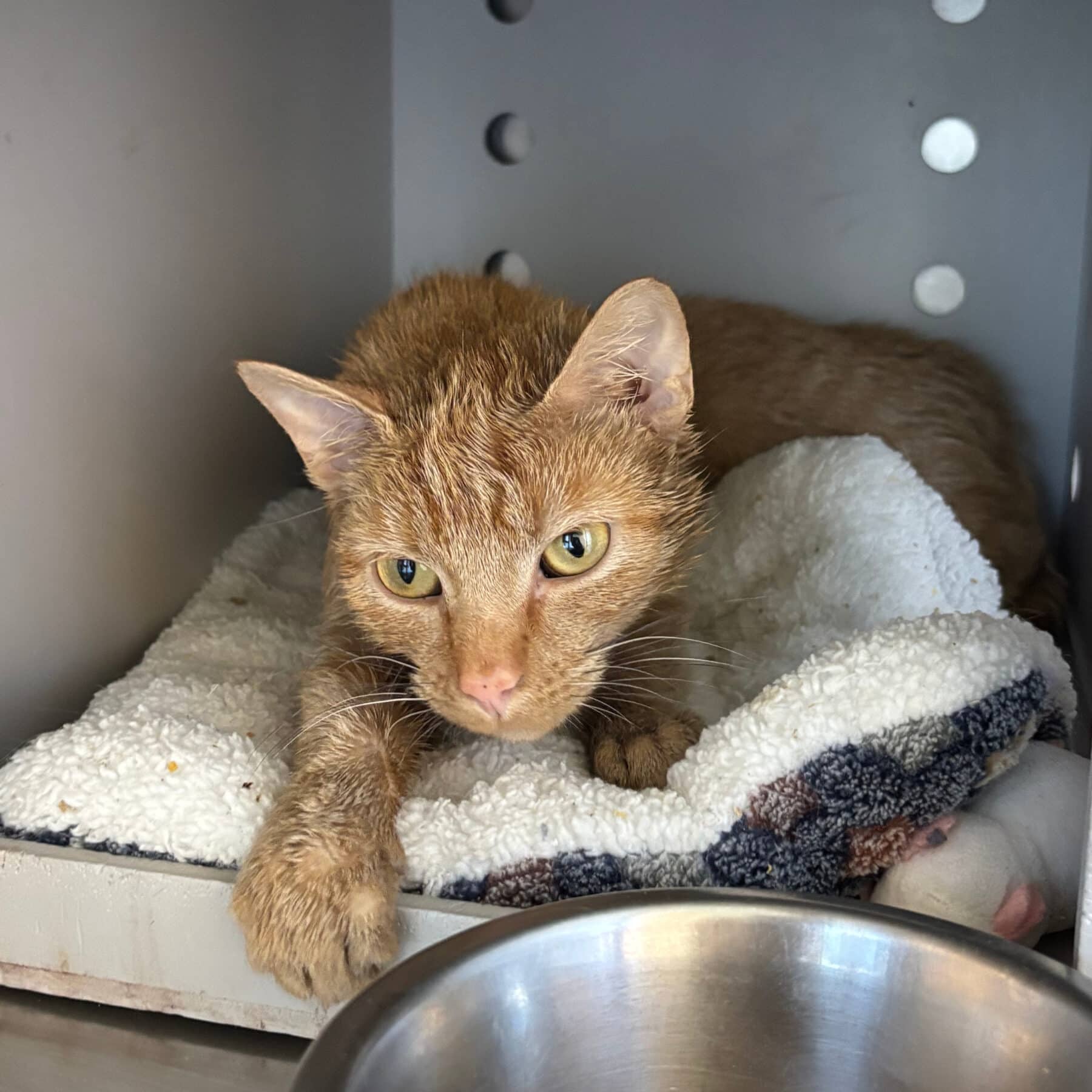 Abeille - Domestic cat available for adoption at SPA de l'Estrie in Sherbrooke