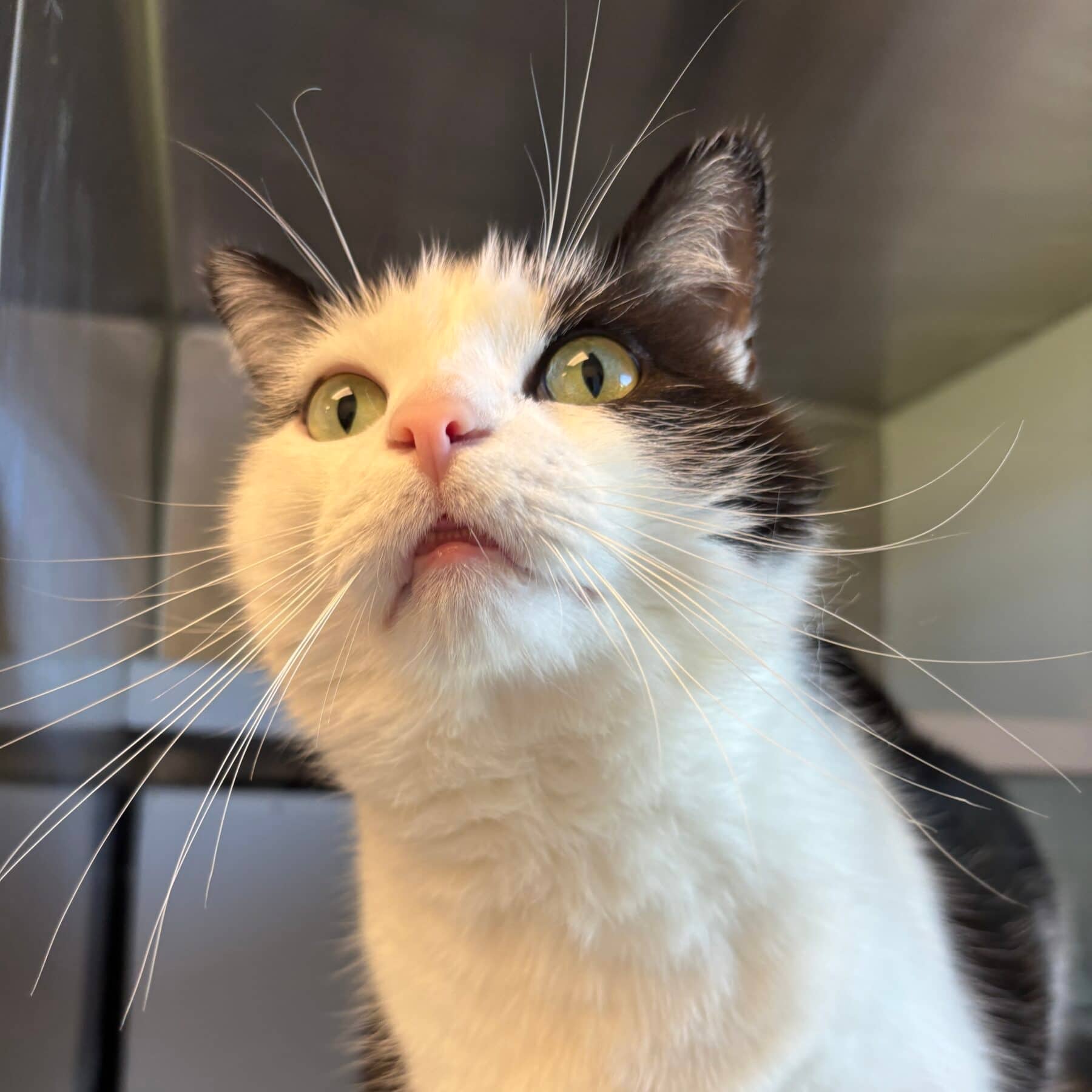 Beau Garçon - Domestic cat available for adoption at SPA de l'Estrie in Sherbrooke